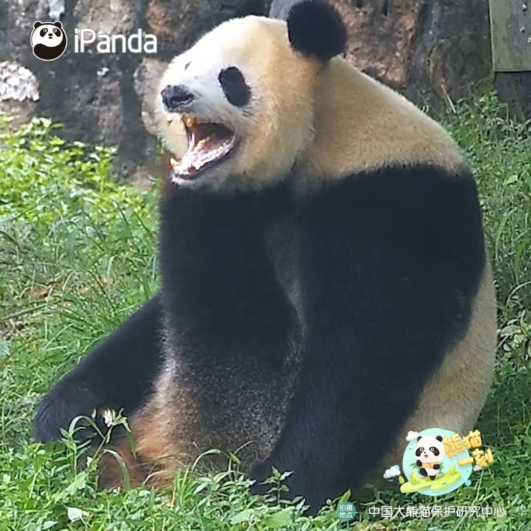 iPandaのインスタグラム