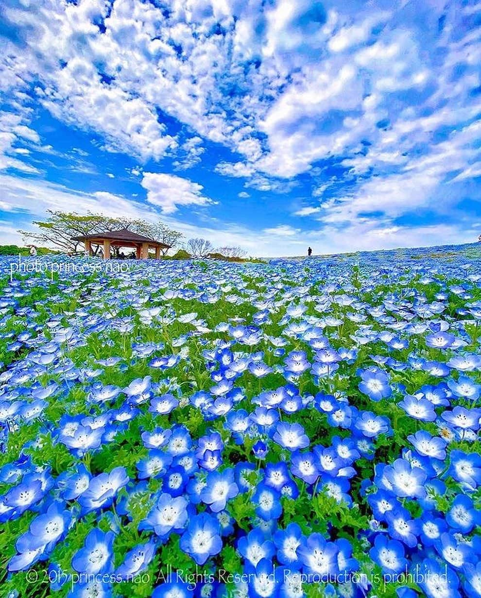 Awesome Wonderful Natureのインスタグラム：「1-2-3 ? 💙🩷💛  📷 @princess.nao 💫  Tag #fantastic_earth for feature ✨ • . .  #travellingthroughtheworld #instagram #earth_deluxe  #fantastic_earth #naturegeography #wonderful_places #earthpix #nature #colors_of_day #streetphotography  #awesome_earthpix #daisy  #japan  #awesomeglobe #earth_shotz #earthofficial #flowerstagram  #Photographer  #flowers  #nationaldestinations #beautifuldestinations #ourplanetdaily #landscape」