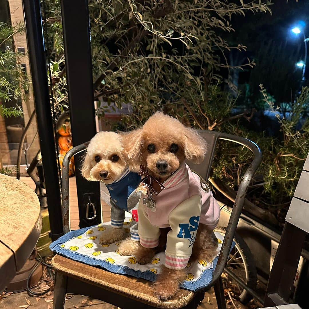 日々野真理のインスタグラム：「秋の夜🍂カフェ☕️  トリミングに行き お洋服を買い カフェ☕️に行く  ココアのお気に入りのコース。  #トイプードル #ココア #まろん #トイプードルレッド #トイプードルアプリコット  #おそろコーデ  @mr.farmer_komazawa  @petspa_komazawa  @snobbishbabies_komazawa」