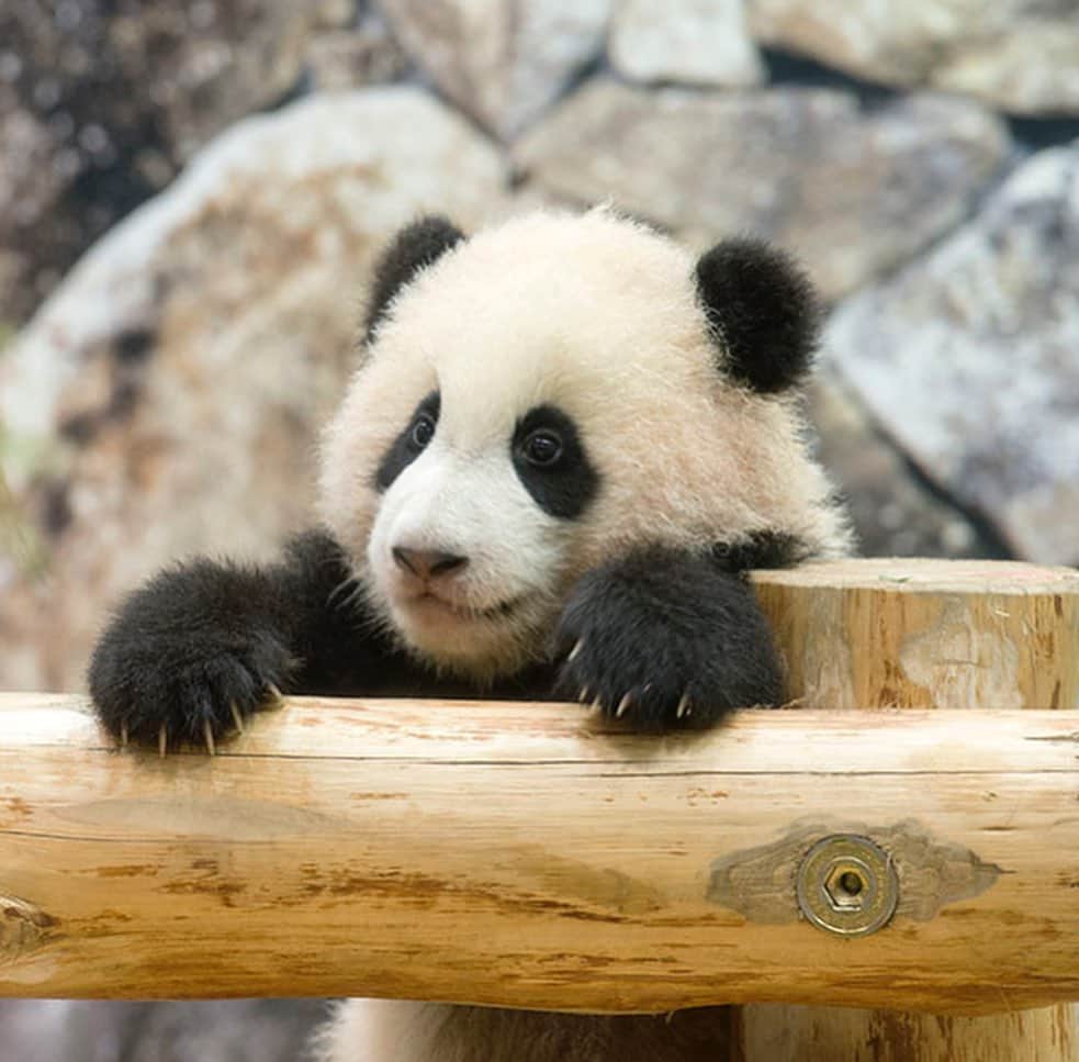 パンダ（白浜）さんのインスタグラム写真 - (パンダ（白浜）Instagram)「#cutepanda #funnypanda #panda #パンダ #pandababy #pandas #cute #animal #animals #zoo #baby #love #adventureworld #アドベンチャーワールド #動物 #動物園 #かわいい #あかちゃん #ベイビー」10月30日 23時18分 - hellopanda_book