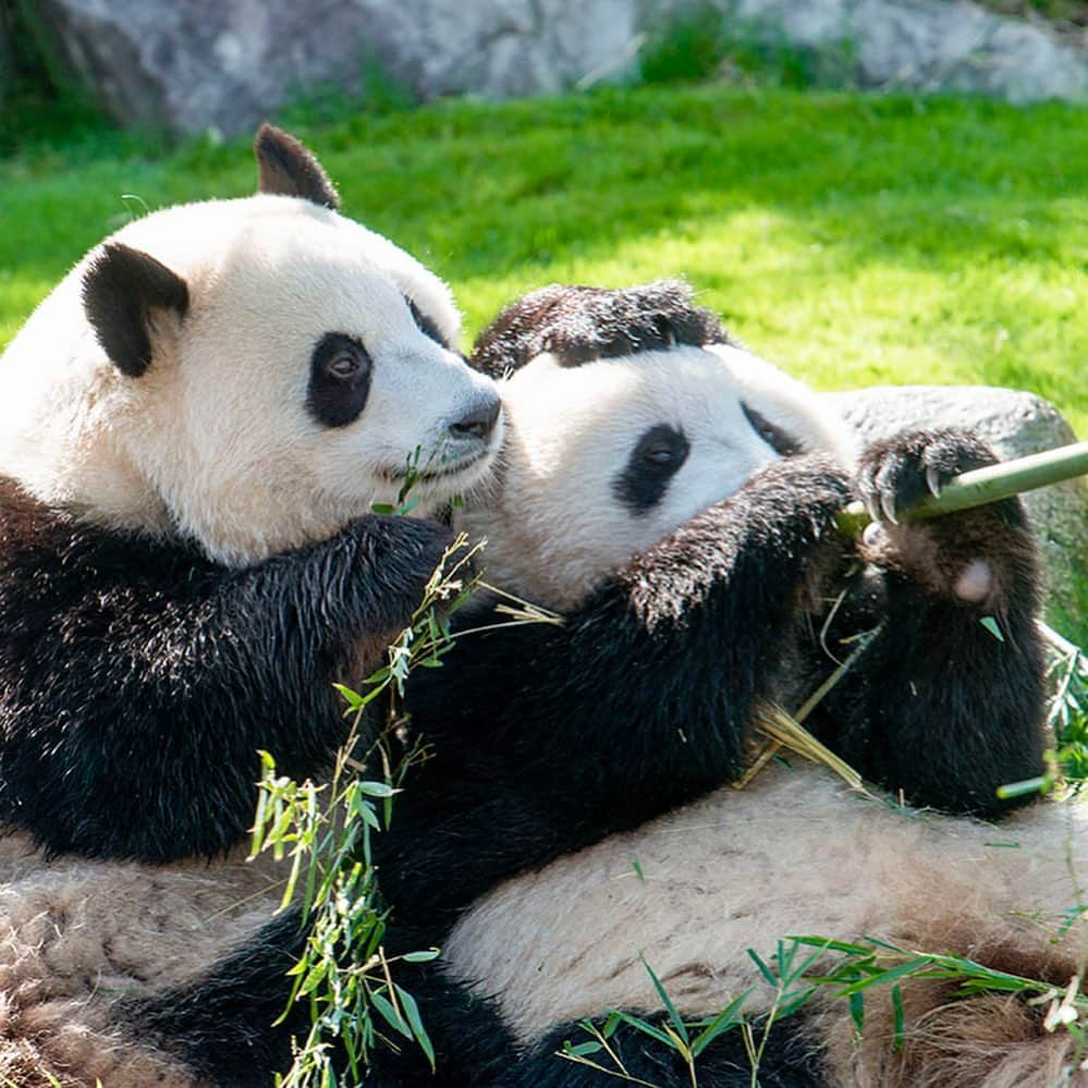 パンダ（白浜）さんのインスタグラム写真 - (パンダ（白浜）Instagram)「#cutepanda #funnypanda #panda #パンダ #pandababy #pandas #cute #animal #animals #zoo #baby #love #adventureworld #アドベンチャーワールド #動物 #動物園 #かわいい #あかちゃん #ベイビー」10月30日 23時18分 - hellopanda_book