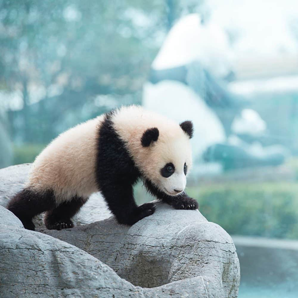 パンダ（白浜）さんのインスタグラム写真 - (パンダ（白浜）Instagram)「#cutepanda #funnypanda #panda #パンダ #pandababy #pandas #cute #animal #animals #zoo #baby #love #adventureworld #アドベンチャーワールド #動物 #動物園 #かわいい #あかちゃん #ベイビー」10月30日 23時18分 - hellopanda_book