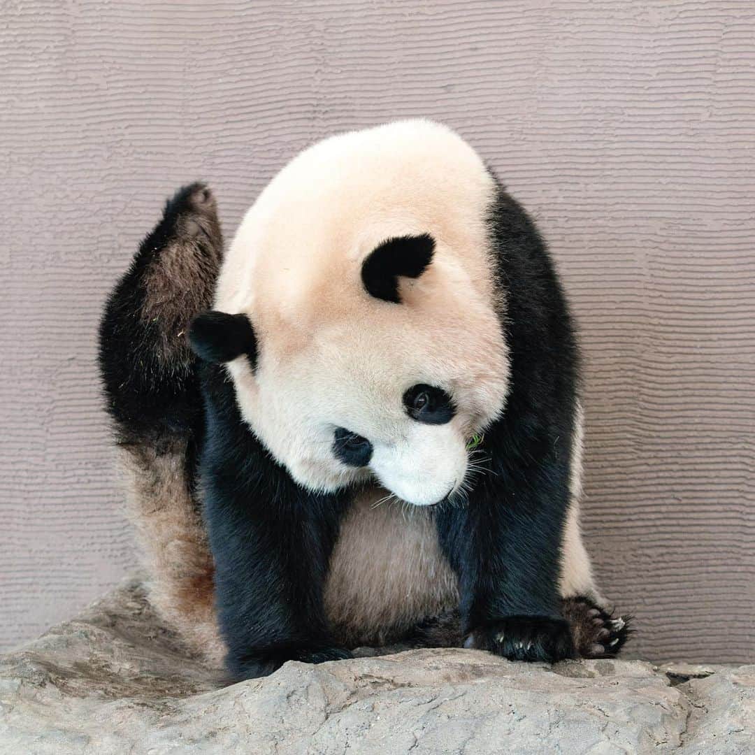 パンダ（白浜）さんのインスタグラム写真 - (パンダ（白浜）Instagram)「#cutepanda #funnypanda #panda #パンダ #pandababy #pandas #cute #animal #animals #zoo #baby #love #adventureworld #アドベンチャーワールド #動物 #動物園 #かわいい #あかちゃん #ベイビー」10月30日 23時18分 - hellopanda_book