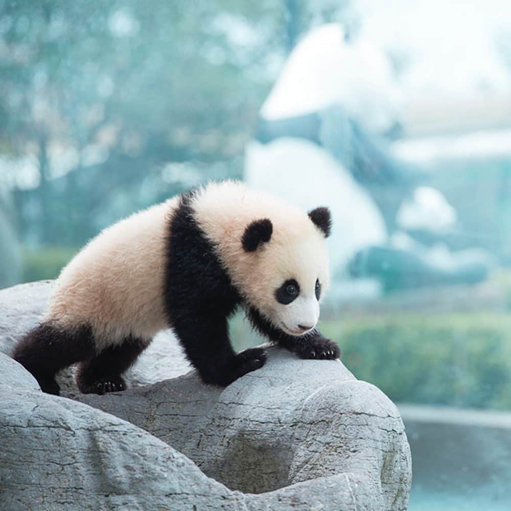 パンダ（白浜）のインスタグラム：「#cutepanda #funnypanda #panda #パンダ #pandababy #pandas #cute #animal #animals #zoo #baby #love #adventureworld #アドベンチャーワールド #動物 #動物園 #かわいい #あかちゃん #ベイビー」