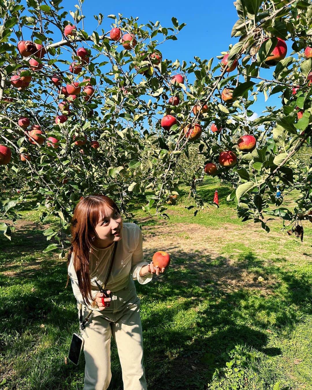 久恒美菜さんのインスタグラム写真 - (久恒美菜Instagram)「果物が大好きな娘。りんご、梨、シャインマスカットと初めてのフルーツ狩りに大興奮🍎🍐🍇  りんごをいれるバケツを選ぶ時「これ、娘ちゃんがピンク好きだからピンクなのかな？」と嬉しそうにしていた。 その感性、彼女の自由な事実の受け取り方に、いつも私は心が弾みます🧠そうよー あなたが、私が、望むように世界は出来ていくはずだよね。🌎  大きい牛を見た後には「娘ちゃん、ちょっと怖がってたねえ」と他人事のようにつぶやいていました。笑  楽しかったね🐄」10月30日 23時37分 - _mimico_