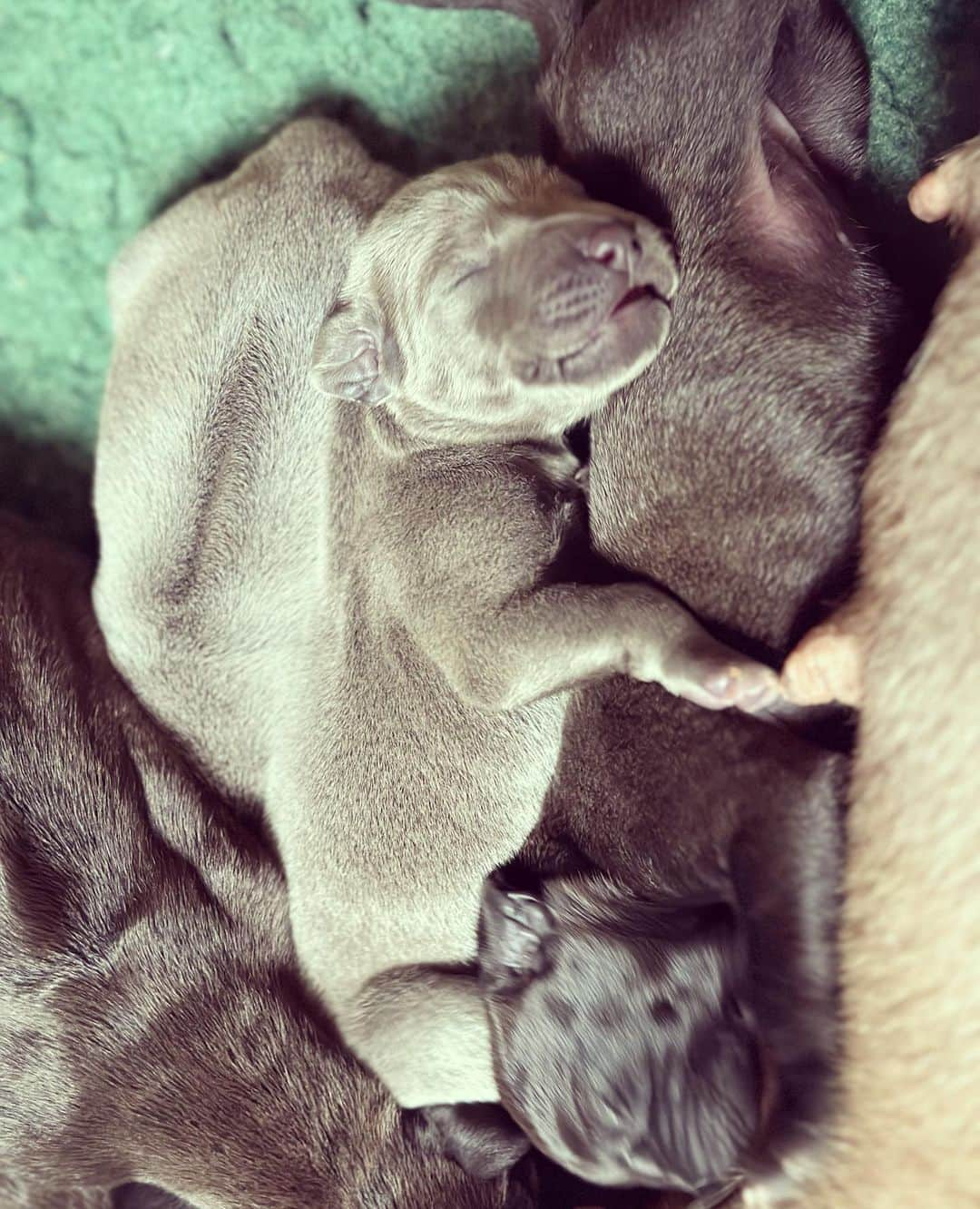 シャーロットオリンピアさんのインスタグラム写真 - (シャーロットオリンピアInstagram)「Boo! 🎃 when your #Ridgeback meets the #Weimaraner next door 💕」10月30日 23時47分 - charlotteolympia