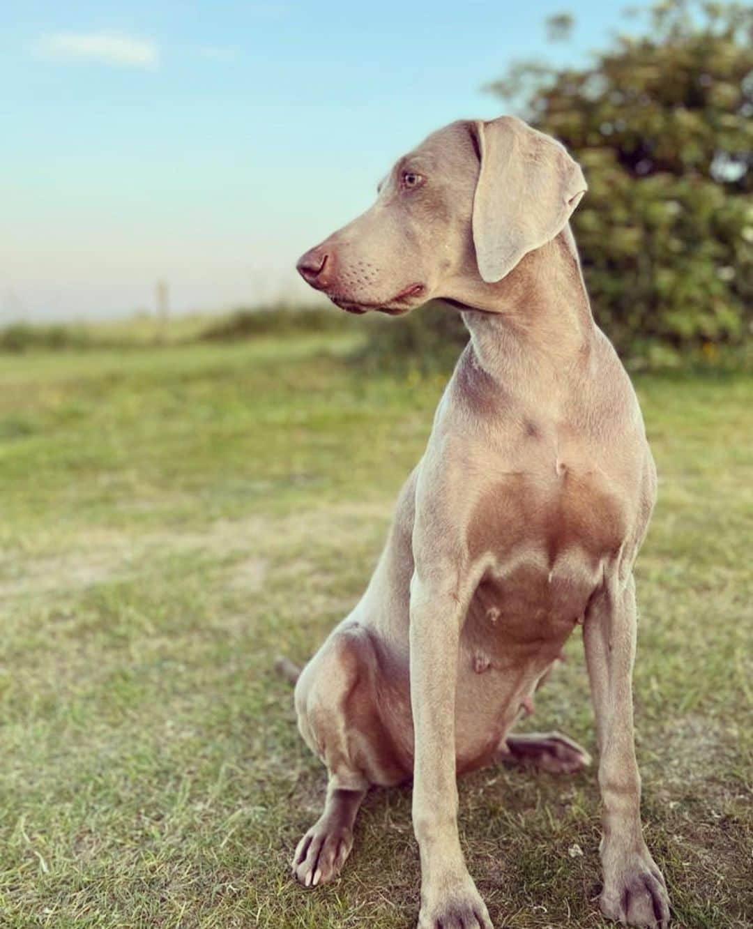 シャーロットオリンピアさんのインスタグラム写真 - (シャーロットオリンピアInstagram)「Boo! 🎃 when your #Ridgeback meets the #Weimaraner next door 💕」10月30日 23時47分 - charlotteolympia