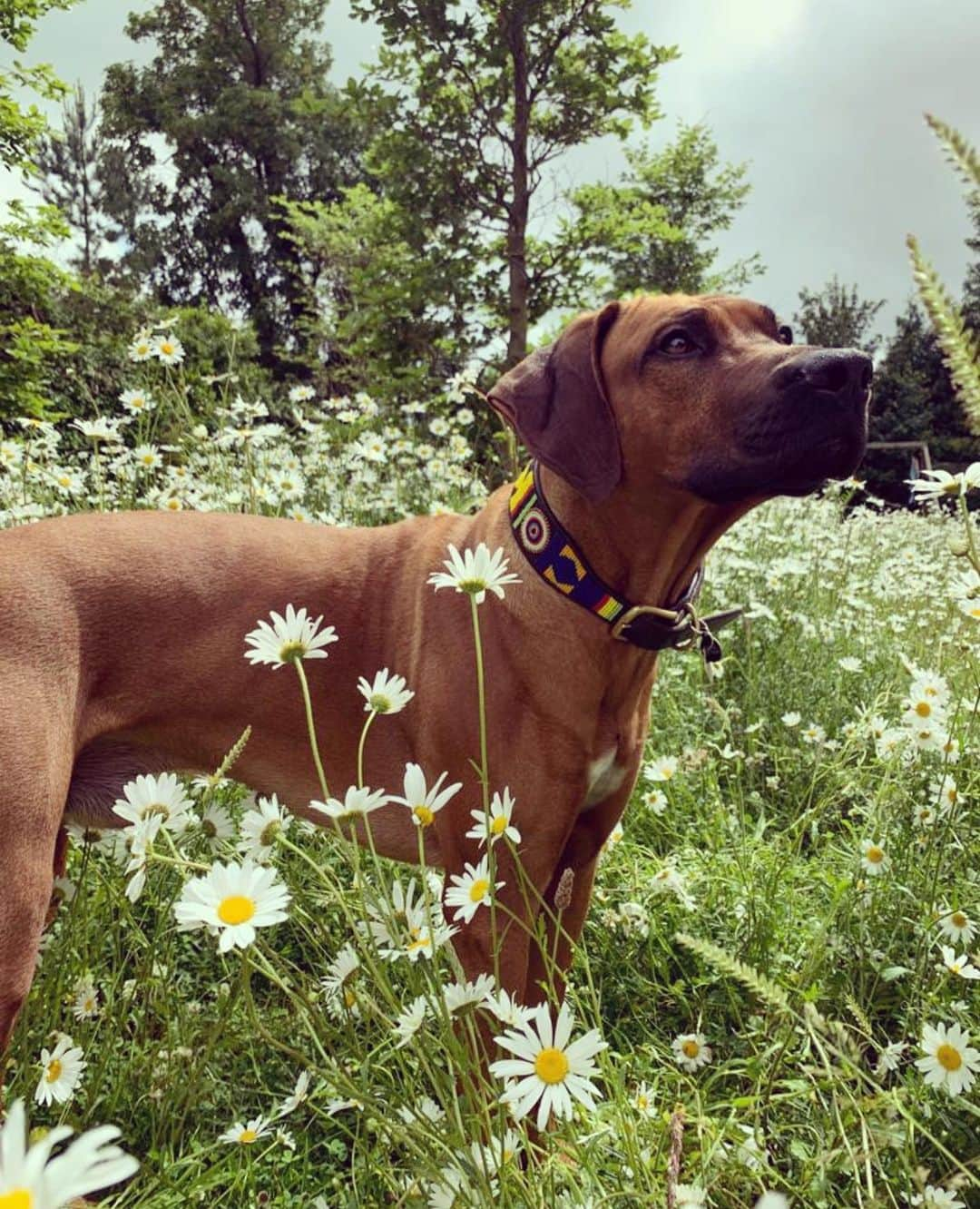 シャーロットオリンピアさんのインスタグラム写真 - (シャーロットオリンピアInstagram)「Boo! 🎃 when your #Ridgeback meets the #Weimaraner next door 💕」10月30日 23時47分 - charlotteolympia