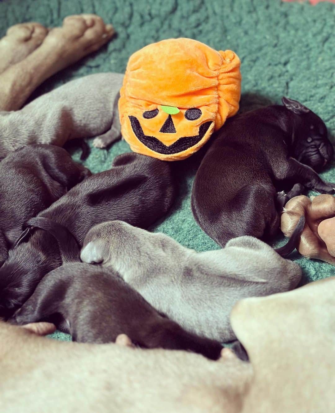 シャーロットオリンピアのインスタグラム：「Boo! 🎃 when your #Ridgeback meets the #Weimaraner next door 💕」