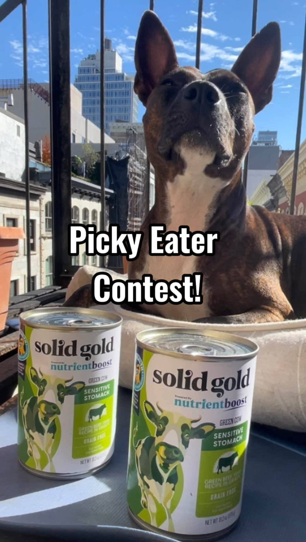 DogsOf Instagramのインスタグラム：「Do you have a picky eater? Have you tried everything to get your pup to chow down? Well, we’ve got great news for you! We partnered with @solidgoldpets for a Picky Eater Contest to find the pickiest pets and the wacky things that pet parents do to help their pups eat.   Send us your videos and photos and then THREE lucky winners will be selected to receive a $1,000 CASH PRIZE and a $1,000 in Solid Gold products from dry and wet dog food to meal toppers and supplements that will have your dog howling for more.   One of the three winners will also be randomly chosen to become the brand’s 2024 ambassador for Green Cow Wet Dog Food in future marketing campaigns. Submit your picky eaters through our link in bio for the chance to win! 😋  🎥: clips sent in by @clifford.the.mini.red @good.girl.zola  . . .  #pickyeater #pickydog #pickyeatercontest #solidgoldpets #greencow #hungrydog #sensitivestomach」