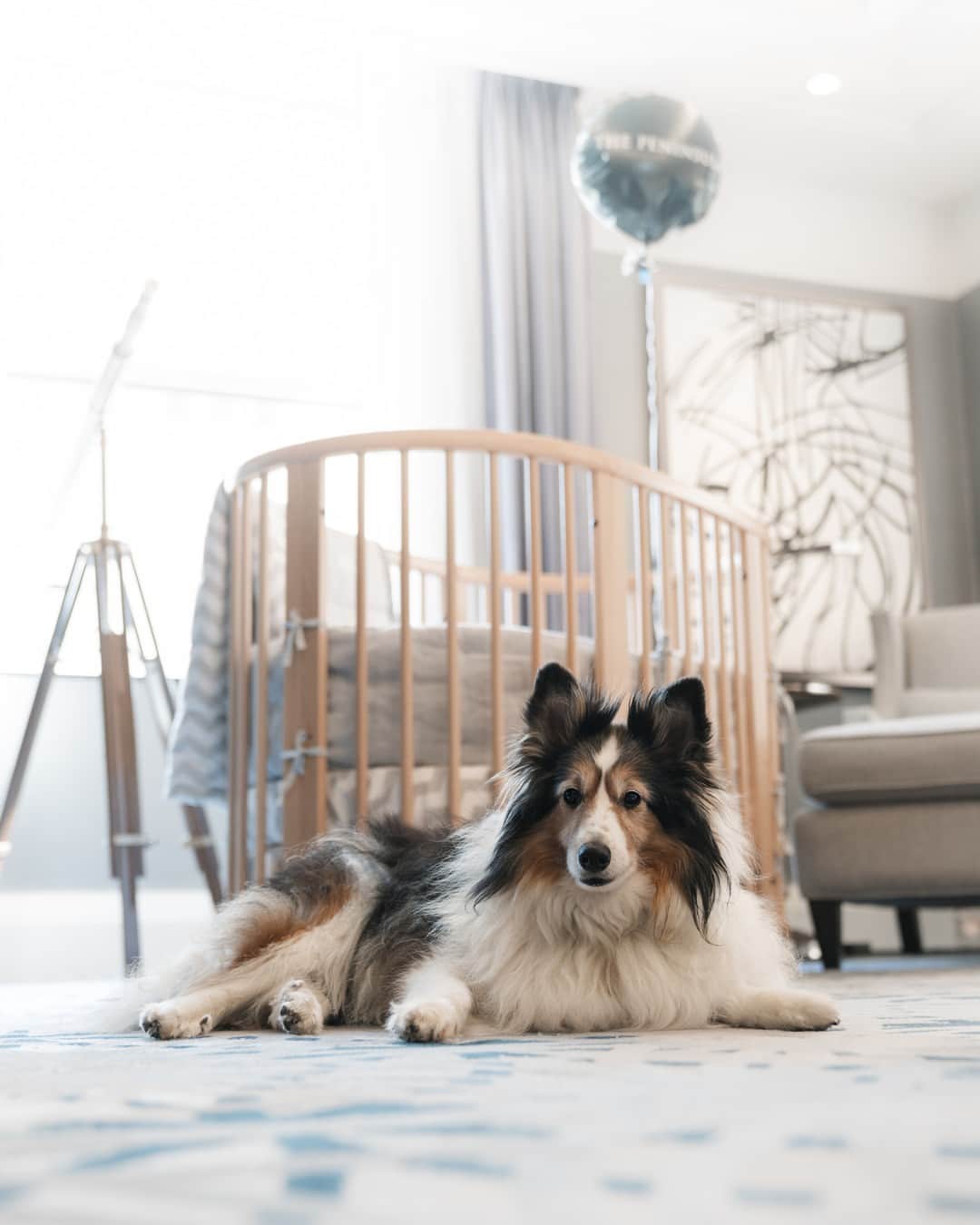のインスタグラム：「All paws in for a suite escape.  #thepeninsulanewyork #luxurytravel #nychotels」
