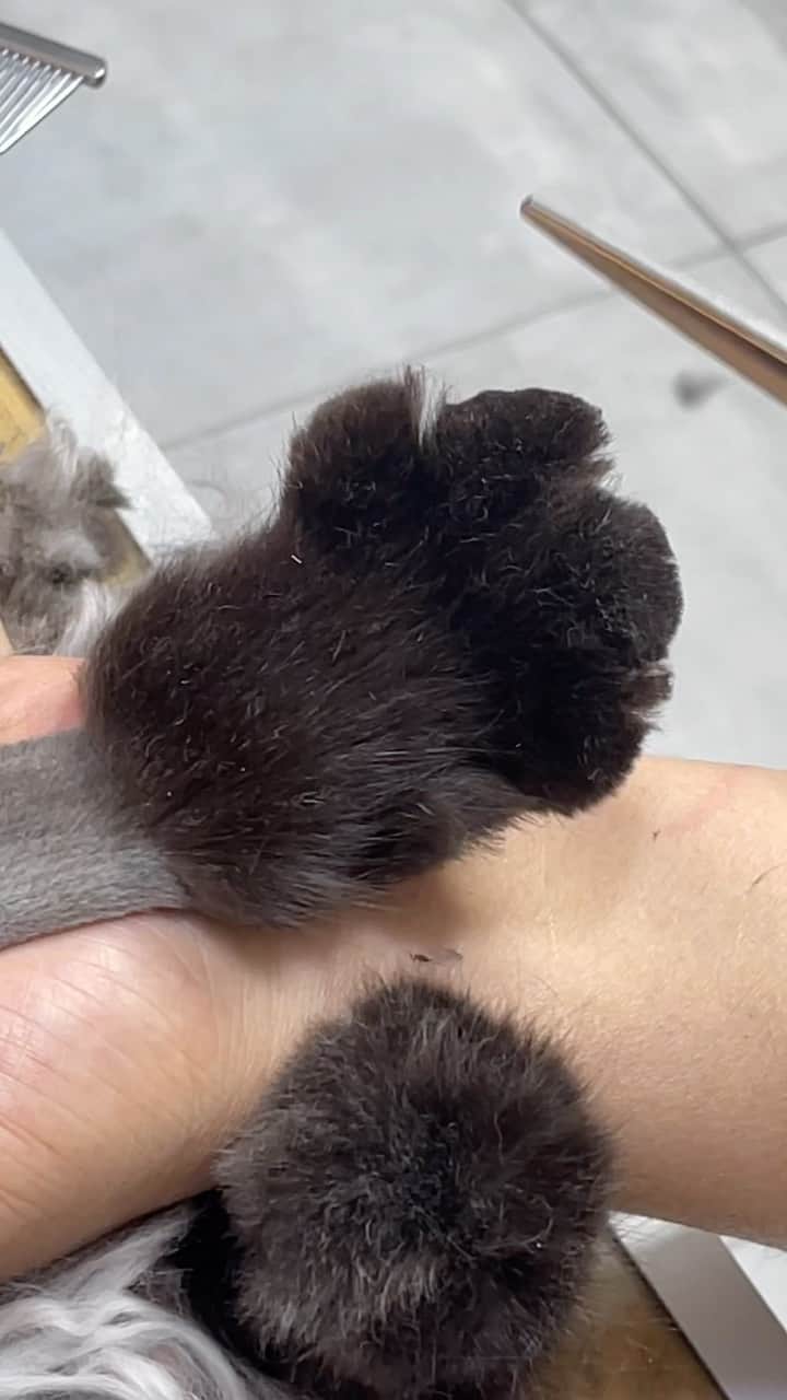 ギモのインスタグラム：「꾹꾹이는 못참는 즘장님🐾 오늘 긤이랑 둘이 데리고 이쁘냥 전주점에서 털 잘 밀고 왔슴니다! 요새 헤어볼도 자주 토해놓고 빗질 해줘도 털빠짐이 엄청 심했었는데 이제 당분간 헤어볼 걱정은 없을 예정☺️  2마리 무마취 미용하는데 1시간 밖에 안걸려가지고 찐 감동..!! 미용 시간이 길수록 서터레스도 커지기 때문에 빠르게 잘 하는게 진짜 중요하거든요. 이쁘냥 미용실이 전주에 있어서 진짜 넘 다행인 기분! 심지어 본점인 것이 왜 내가 뿌듯한 기분인지 모르겠고요?ㅋㅋ 전주 사신다면 장모종 무마취 미용은 여기 강추드립니당..  즘장님이랑 긤이 오골계 백숙 사진도 곧 올려볼게요🖤🖤 오늘 보일러 빵빵하게 틀고 할매쪼끼도 입혀줌ㅋㅋ  #cat #tencho #이쁘냥전주점 #고양이무마취미용」