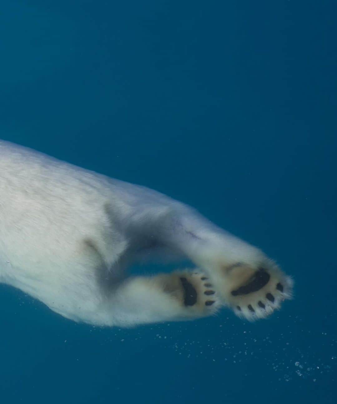 Keith Ladzinskiさんのインスタグラム写真 - (Keith LadzinskiInstagram)「A lone polar bear, swimming gracefully through the crystal clear waters of south east greenland. Polar bears spend so much time in the water that they’re actually categorized as a marine animal.  - - #polarBear #greenland #arctic」10月31日 0時07分 - ladzinski