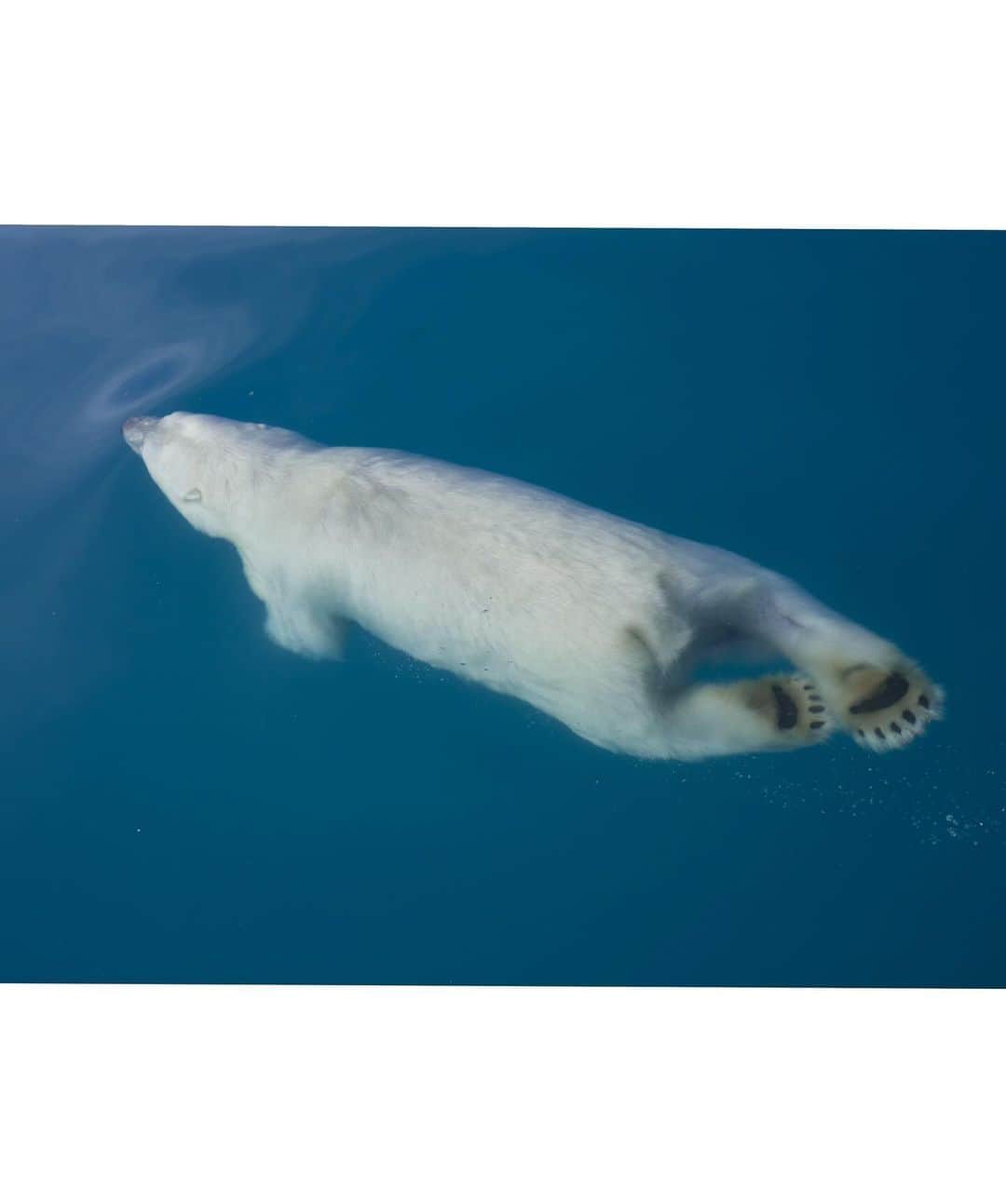 Keith Ladzinskiさんのインスタグラム写真 - (Keith LadzinskiInstagram)「A lone polar bear, swimming gracefully through the crystal clear waters of south east greenland. Polar bears spend so much time in the water that they’re actually categorized as a marine animal.  - - #polarBear #greenland #arctic」10月31日 0時07分 - ladzinski
