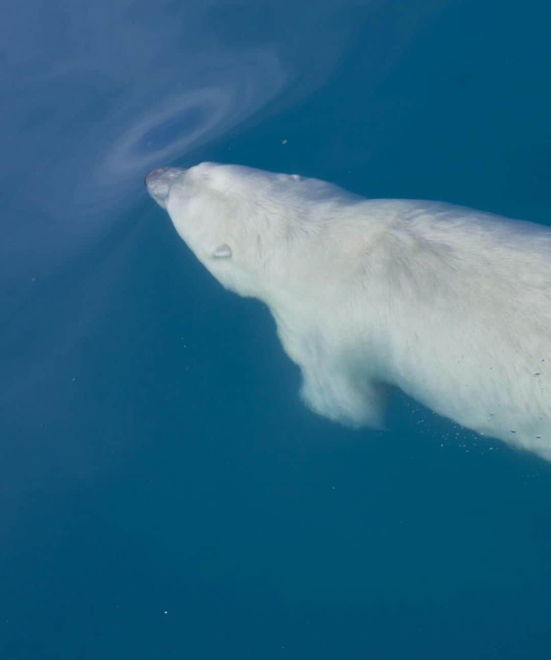 Keith Ladzinskiさんのインスタグラム写真 - (Keith LadzinskiInstagram)「A lone polar bear, swimming gracefully through the crystal clear waters of south east greenland. Polar bears spend so much time in the water that they’re actually categorized as a marine animal.  - - #polarBear #greenland #arctic」10月31日 0時07分 - ladzinski