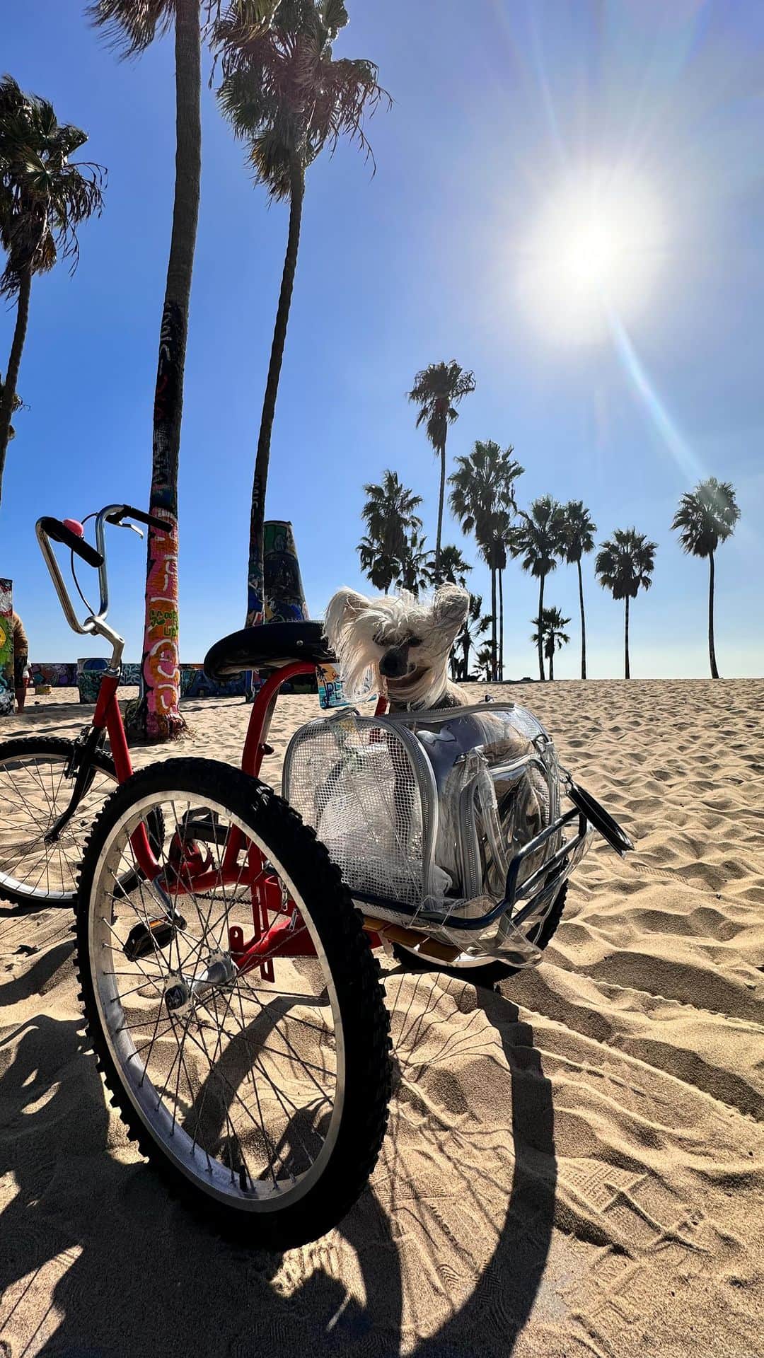 B. Akerlundのインスタグラム：「Sunshine state of mind 🌴……. With my baby @bootzy_smallz 🐾🚴🏻‍♀️💋」