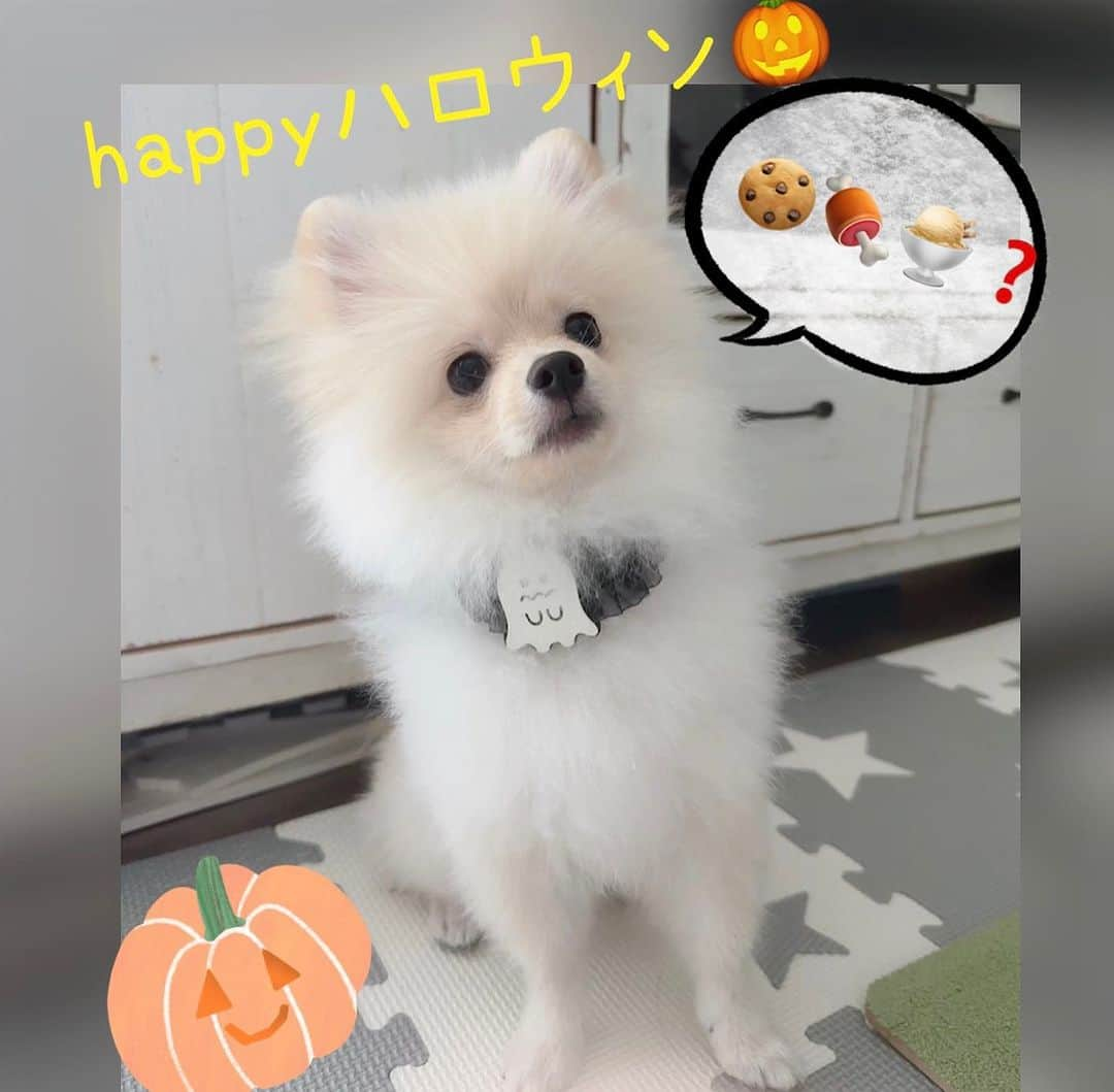 初嶺麿代さんのインスタグラム写真 - (初嶺麿代Instagram)「ハッピーハロウィン🎃👻🎃  Trick or Treat！  おやつちょーだい🍭  #ポメラニアン #ぽめすたぐらむ #いぬすたぐらむ  #ポメスタグラム #イヌスタグラム #子犬 #パピー犬  #ポメラニアンゆめまろ #新米飼い主 🔰 #新米飼い主奮闘中 #ポメラニアンのいる暮らし #猿期のポメラニアン #ハロウィン」10月31日 0時39分 - hatsunemayo