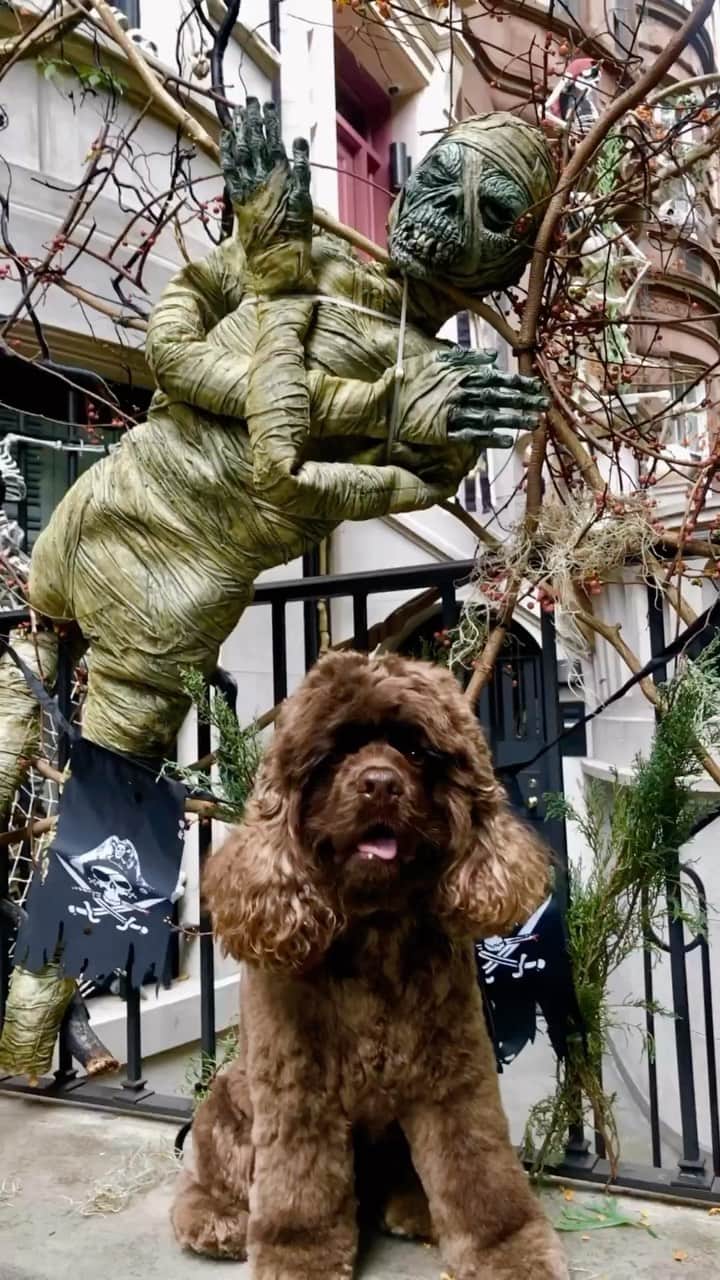 イマン・アブドゥルマジドのインスタグラム：「Scary Monsters & Super Creepy Neighborhood! #MarsHalloween #LifeWithMars」