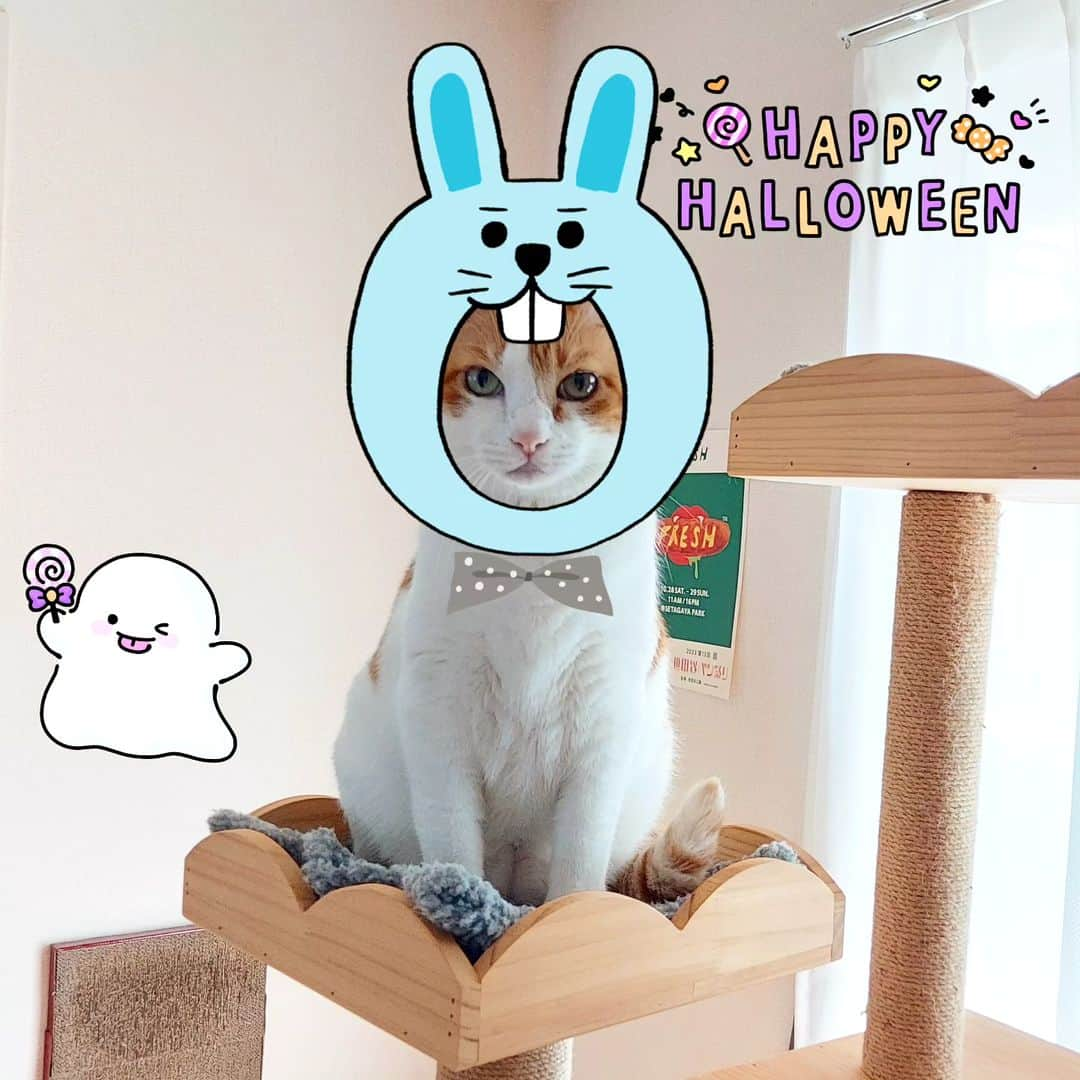 カリーノぱんさんのインスタグラム写真 - (カリーノぱんInstagram)「HAPPY🎃HALLOWEEN👻  うさりーちゃん🐰😸、どうかにゃ～？  素敵なハロウィンを～🎃😻  #HALLOWEEN #ハロウィン #ねこ #ねこのりーちゃん」10月31日 11時28分 - carino_pan