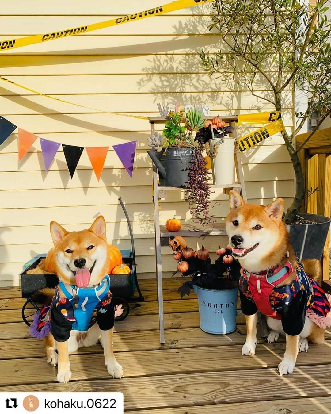 ライオン商事株式会社のインスタグラム：「今日は#ハロウィン ですね！🎃  ワンちゃんとのお出かけ先にも、 ハロウィンフォトスポットがたくさんあるようです！☺️  柴犬の琥珀さんと御影さんも とっても楽しそうですね🎵  @mikage.0822 さん、 素敵な投稿をありがとうございました！  ＝＝＝＝＝＝＝＝＝＝＝＝＝＝＝＝＝＝＝＝ 📸#lionpetうちのわんこ 写真・動画募集中！ #lionpetうちのわんこ をつけて 愛犬の写真や動画を投稿すると、 こちらのアカウントで紹介されるかも！ みなさんの投稿、お待ちしております🍀 ＝＝＝＝＝＝＝＝＝＝＝＝＝＝＝＝＝＝＝＝  #ハロウィーン #1031#いぬとの生活 #柴犬 #しば #柴犬マニア #柴犬部 #ハロウィン #いぬ好きさんと繋がりたい #いぬ #イヌ #犬 #わんこ #ワンコ #いぬスタグラム #イヌスタグラム #犬スタグラム #わんこのいる生活 #ワンコのいる生活 #イヌのいる生活 #イヌのいる暮らし #lionpet #lionpetdog #ライオンペット #いぬとのくらし #イヌ部 #犬大好き部 #いぬとくらす」