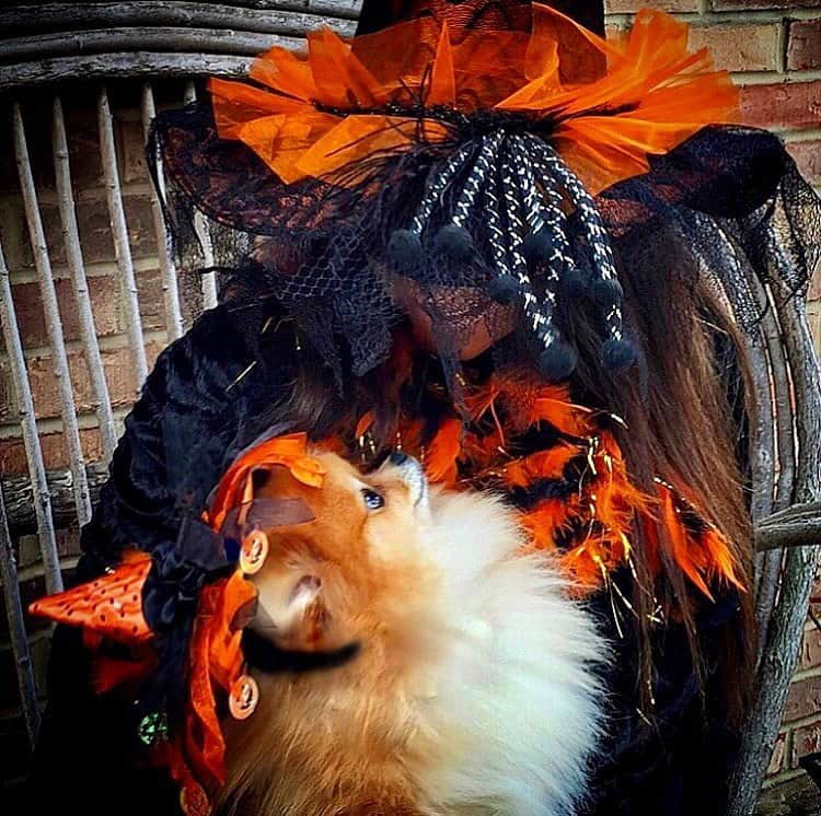 Monique&Gingerのインスタグラム：「Happy Halloween🎃👻 from me and my best boo🧡🖤」