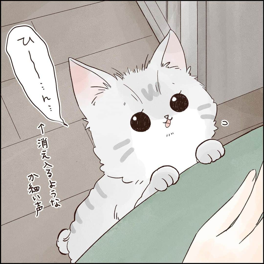 こじめさんのインスタグラム写真 - (こじめInstagram)「【調教済み】  これは抗えまいて  #猫漫画 #にゃんすたぐらむ  #保護猫 #サバ白　 #コミックエッセイ #エッセイ漫画 #猫のいる暮らし #catcomic」10月31日 20時00分 - cojime