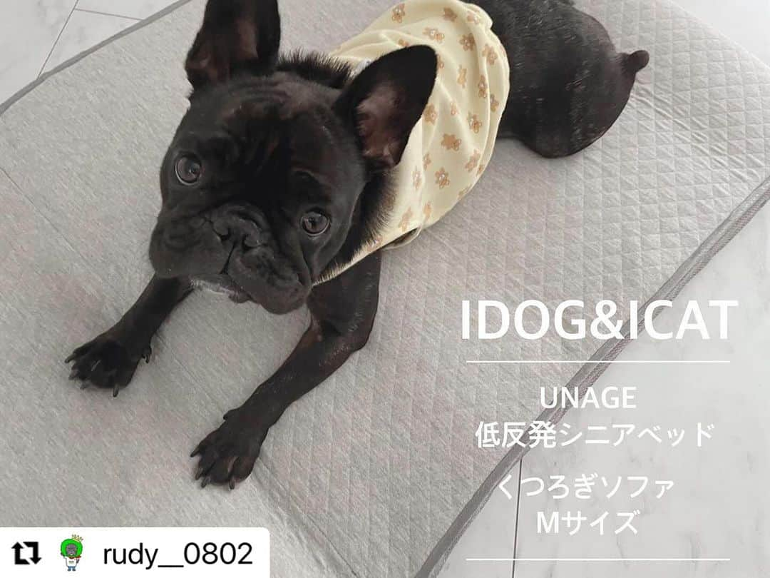 iDog&iCatさんのインスタグラム写真 - (iDog&iCatInstagram)「@rudy__0802 様 ・・・ . . こちらのベッド、老犬や介護犬、寝たきりの子が使えるベッドなんだけどそーゆー子達でもリラックスして寝れるベッドだったら寝心地が良いんじゃないかと💡 . . . 開けて広げた瞬間に来てベッドに乗ったのがこの写真🥹 . . 大きくて居心地良かったのしばらく動かなかったよ！笑。 . 低反発だから腰の弱い子にも良いのかな☺️ . . カバーも洗えるのが良いー！ ルディは尿漏れしちゃうので洗えるの必須です！ 中にトイレシートを敷くのもおすすめらしい😄 . . . .  ☆━━━━━━━━━━━☆ 　　　　UNAGE  低反発シニアベッドくつろぎソファ 　　　　 Mサイズ ☆━━━━━━━━━━━☆  #idogicat #idog公式アンバサダー  #フレンチブルドッグ #ふれんちぶるどっぐ #フレンチブルドッグのいる生活 #ブリンドル #フレンチブルドッグブリンドル #frenchbulldog #frenchbull #frebull #dog #犬のいる暮らし #はなぺちゃ #フレブル#ブヒスタグラム #成犬#犬 #3歳#癒し #犬バカ部 #犬好きさんと繋がりたい #犬好きと繋がりたい #犬ばか部 #犬好きな人と繋がりたい#프렌치불독 #ブヒブヒ倶楽部公式#法国斗牛犬#frenchies1  @buhibuhi_official」10月31日 10時47分 - idogicat