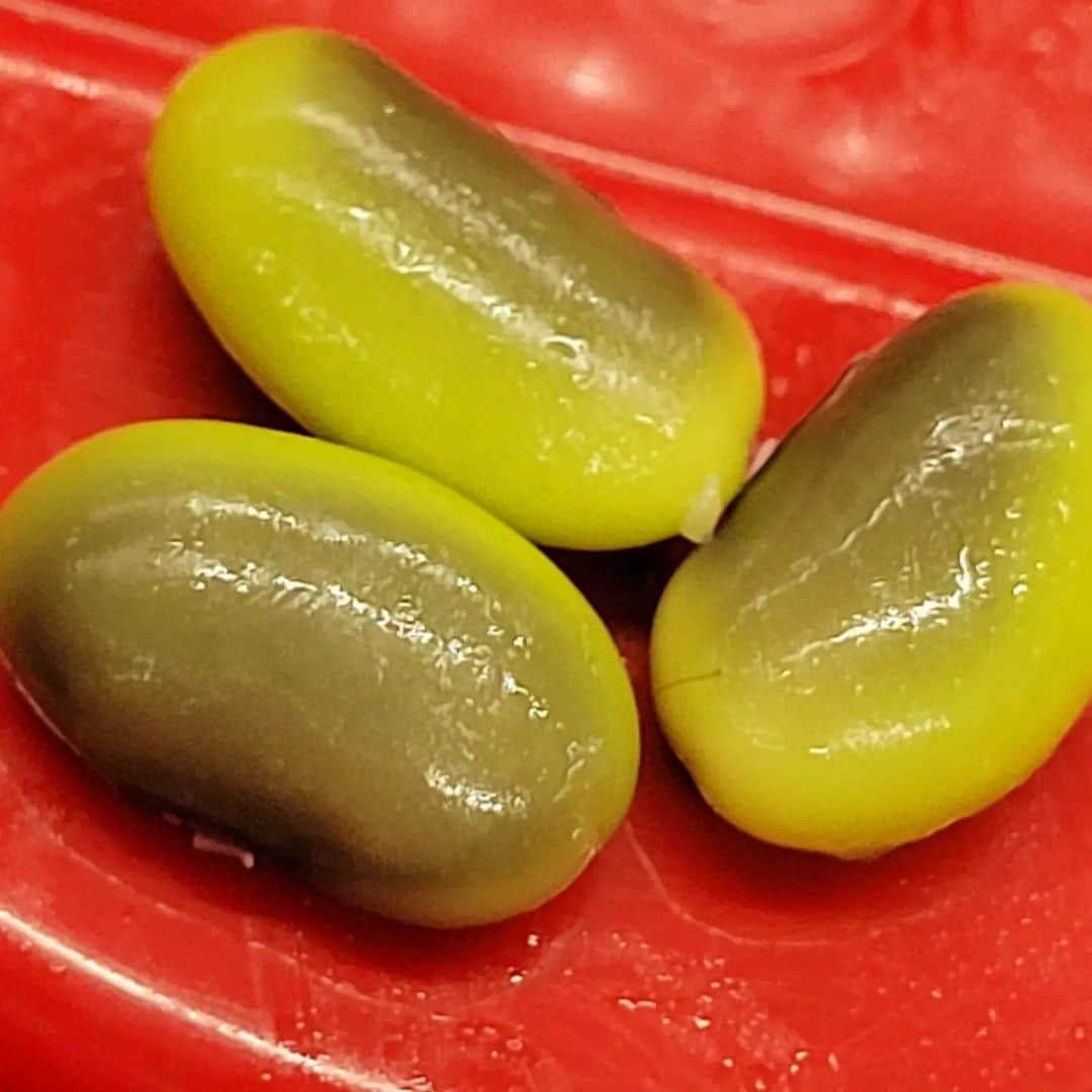 HBC北海道放送アナウンス部さんのインスタグラム写真 - (HBC北海道放送アナウンス部Instagram)「卓田和広です。 我が家の枝豆が豊作です！ 8月に「もう遅いかな？」と思いながら蒔いた種が、霜が降りる前に何とか間に合いました。 「くらかけ豆」という希少な品種で、一見、黒ずんでいるように見えますが、豆の味が濃厚で甘くて美味しい！ ビール🍺との相性も最高です！ #家庭菜園  #枝豆 #くらかけ豆  #鞍掛豆 #パンダ豆  #ビールと枝豆  #収穫の秋  #家庭菜園ももうすぐ終わり #甘い枝豆」10月31日 11時00分 - hbc_announcer