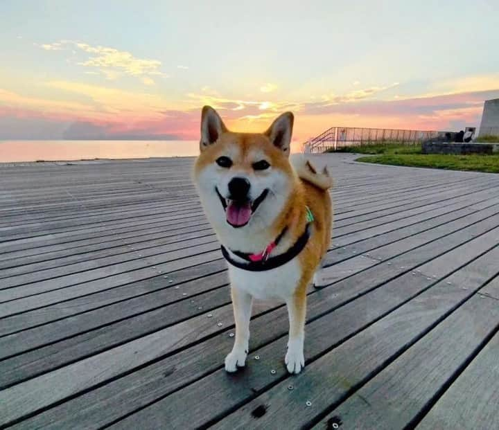 sippoのインスタグラム：「『sippoストーリー 』からの紹介です🐕 柴犬のナルちゃん（３歳）綺麗な夕日をバックにノリノリの笑顔でパシャリ📷✨ナルが家に来てくれてからは毎日幸せな日々を😌💕  飼い主さん：まっちゃん ㅤ sippoのサイト（sippo.asahi.com）で、飼い主さんに投稿してもらった、犬や猫のとっておきストーリーをご紹介しています。 @sippo_official プロフィールのサイトリンクから、『sippoストーリー 』をご覧下さい👀✨ ㅤ あなたとペットのストーリーを募集しています！ #sippoストーリー をつけて、犬や猫の写真を投稿してくださいね🌸採用された方には、編集部からDMでご連絡差し上げます🐾  #sippoストーリー #犬 #イヌ #ワンコ #柴犬」