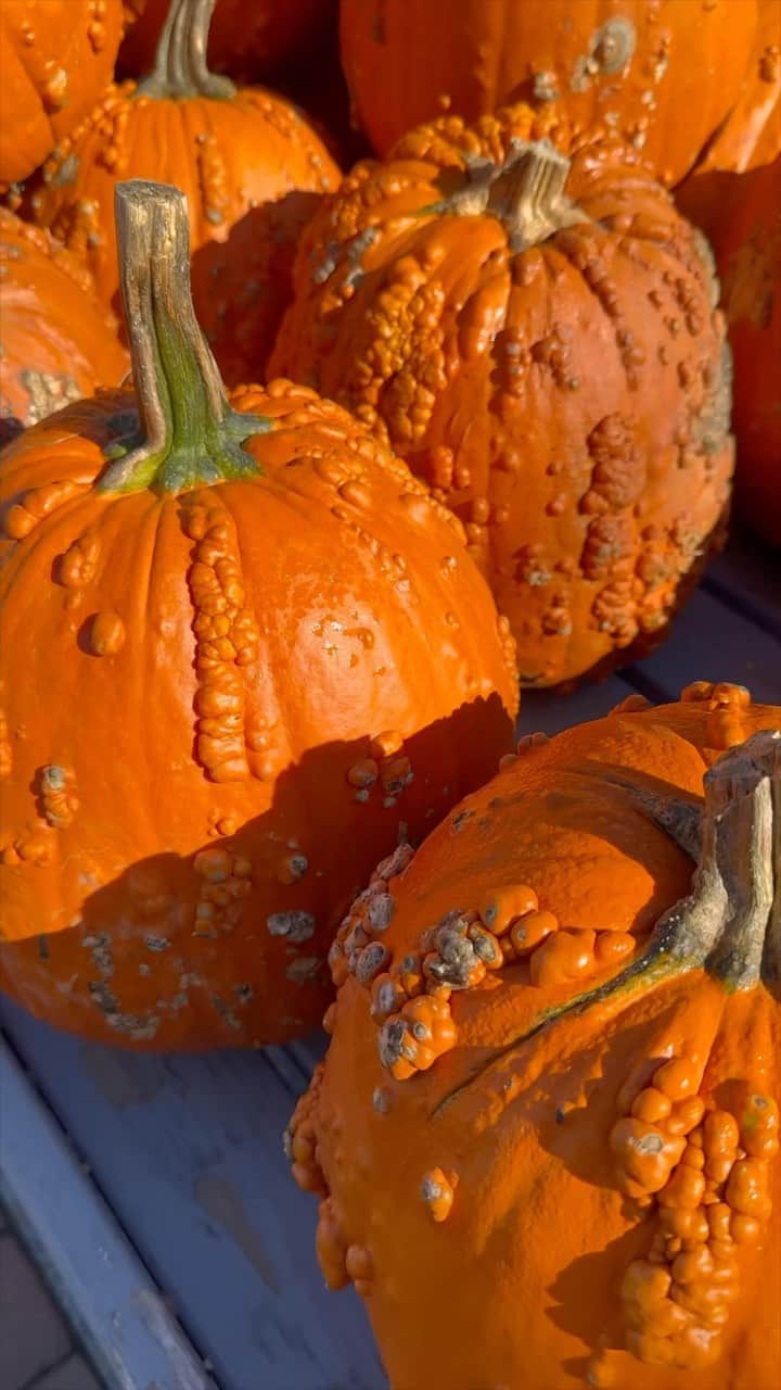 ジミー・ファロンのインスタグラム：「Pumpkin picking with the fam. #BuiltGourdTough #HappyHalloween」