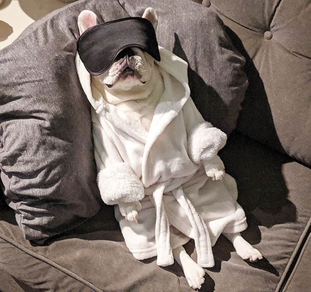 Manny The Frenchieのインスタグラム：「Manny never liked Mondays. This is probably what he's doing today. 😌 #RememberingManny  #Mannyforever」
