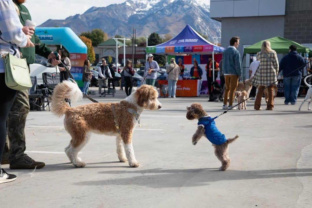 Subaru of Americaのインスタグラム：「Subaru retailers went all out for #SubaruLovesPets month! 🐾 They organized adoption events, pet parties, and hosted volunteer opportunities.   #MoreThanACarDealer   (📸1: @mmsubaru, 📸2: @caseysubaru, 📸3: @subaruoflittlerock, 📸4:  @crosscreeksubaru, 📸5: @subaruofwichita)」