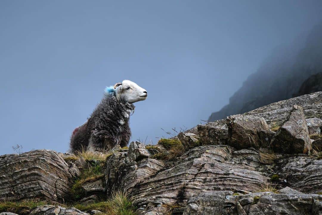 Fujifilm UKのインスタグラム：「Herdy on a hill 🐑  "I took this image in the English Lake District on a wild camp near Great End. I'd just set up my tent and went off for a bit of a wander to see if there were any compositions near to the tent, and on my way back, this Herdy was standing above me on some lovely textured rocks.  "I had my camera in hand and shot handheld with the aid of the brilliant 70-300mm lens. It was very much a quick reactive shot."  📸: @dandraw  #FUJIFILMXT4 XF70-300mmF4-5.6 R LM OIS WR f/8, ISO 400, 1/125 secs.」