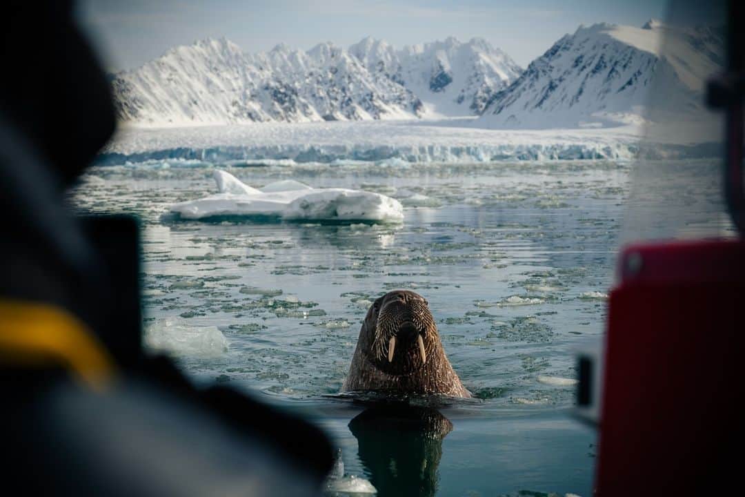 ナショナルジオグラフィックさんのインスタグラム写真 - (ナショナルジオグラフィックInstagram)「Photos by @martinedstrom | A gorgeous walrus with a seemingly charming personality popped up in the Lilliehöök fjord, in Norway's Svalbard archipelago. On this assignment we weren't actually looking for wildlife, but out of nowhere this gal shows up and gives us a display of every possible walrus pose within five minutes. She talks (barks and puffs), she comes up to our boat, she swims over to a few different icebergs to pose and display curiosity and excitement. It was a magical few minutes of interaction. Follow @martinedstrom for more stories from Svalbard.」10月31日 3時00分 - natgeo