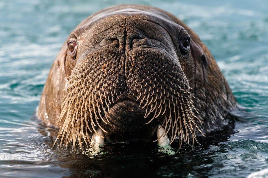 ナショナルジオグラフィックさんのインスタグラム写真 - (ナショナルジオグラフィックInstagram)「Photos by @martinedstrom | A gorgeous walrus with a seemingly charming personality popped up in the Lilliehöök fjord, in Norway's Svalbard archipelago. On this assignment we weren't actually looking for wildlife, but out of nowhere this gal shows up and gives us a display of every possible walrus pose within five minutes. She talks (barks and puffs), she comes up to our boat, she swims over to a few different icebergs to pose and display curiosity and excitement. It was a magical few minutes of interaction. Follow @martinedstrom for more stories from Svalbard.」10月31日 3時00分 - natgeo