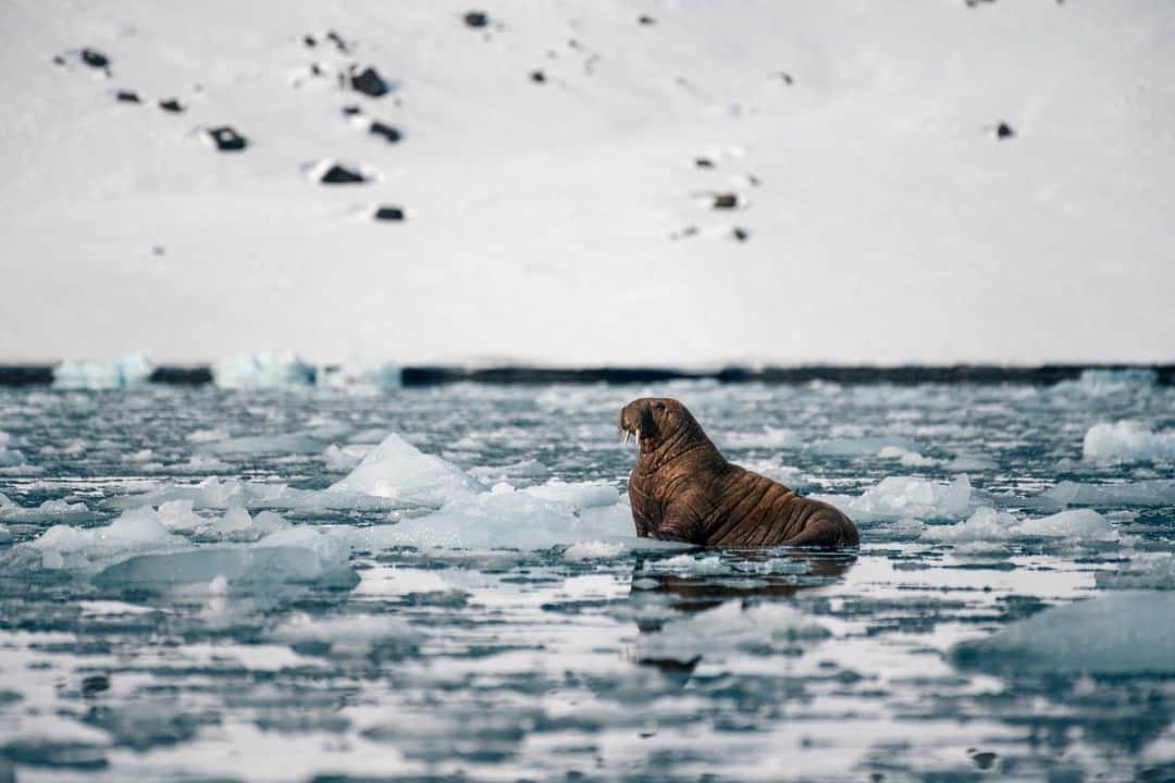 ナショナルジオグラフィックさんのインスタグラム写真 - (ナショナルジオグラフィックInstagram)「Photos by @martinedstrom | A gorgeous walrus with a seemingly charming personality popped up in the Lilliehöök fjord, in Norway's Svalbard archipelago. On this assignment we weren't actually looking for wildlife, but out of nowhere this gal shows up and gives us a display of every possible walrus pose within five minutes. She talks (barks and puffs), she comes up to our boat, she swims over to a few different icebergs to pose and display curiosity and excitement. It was a magical few minutes of interaction. Follow @martinedstrom for more stories from Svalbard.」10月31日 3時00分 - natgeo