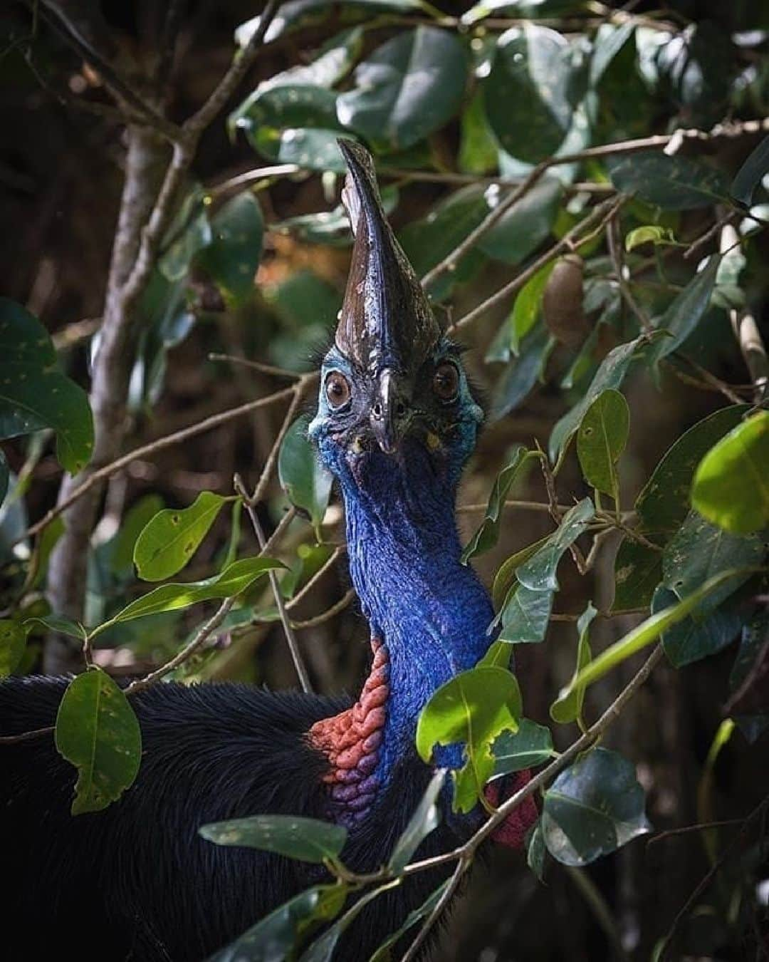 Australiaさんのインスタグラム写真 - (AustraliaInstagram)「The @queensland locals are always ready for Halloween 🎃🖤 @jamesconomos captured this spooktacular #cassowary waiting for some trick-or-treaters near #EttyBay in @queensland. Planning a haunt to @tropicalnorthqueensland? Bewitch your eyes for these elusive creatures, as they're not the easiest to spot in the wild! 👻 If you're lucky enough to come across one, be extra casso-wary; these prehistoric birds guard their personal space like a witch with her potion recipes! 🧙‍♀️   #SeeAustralia #ComeAndSayGday #ThisIsQueensland #ExploreTNQ  ID: a close up of a cassowary staring directly into the camera. Green foliage surrounds the bird.」10月31日 4時00分 - australia