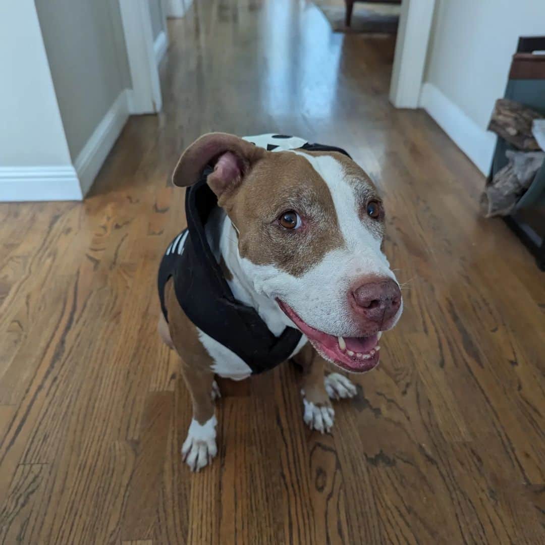 ウィル・ウィトンのインスタグラム：「Marlowe's costume is one size too small, because Dad thinks she's still a puppy, but she's still the most adorable little skeledog in the house. #MarloweMonday」