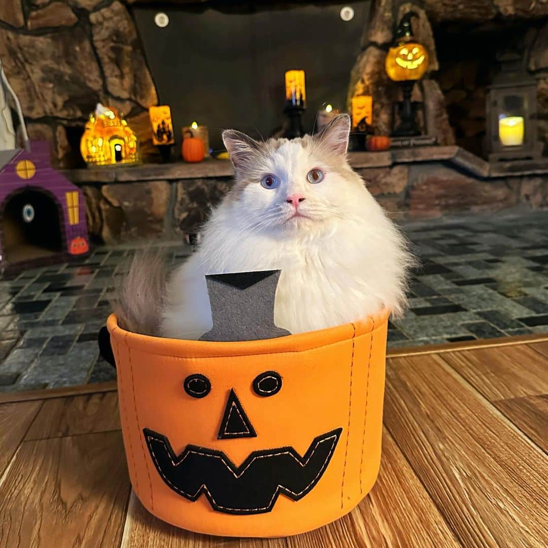 のインスタグラム：「He’s givin you pumpkin to talk about.」
