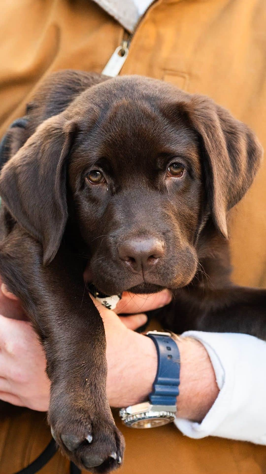 The Dogistのインスタグラム：「Teddy, Labrador Retriever (13 w/o), N 6th & Berry St., Brooklyn, NY • “He’s been pretty good. Some walks are better than others, but he’s just learning. He’s my first Lab in a while – I grew up with them. We’ve been in the city for a bit, but now we’ve got a little spot with a backyard, so we thought now’s the best time to do it.”  Would you risk your hand to give Teddy a treat?」