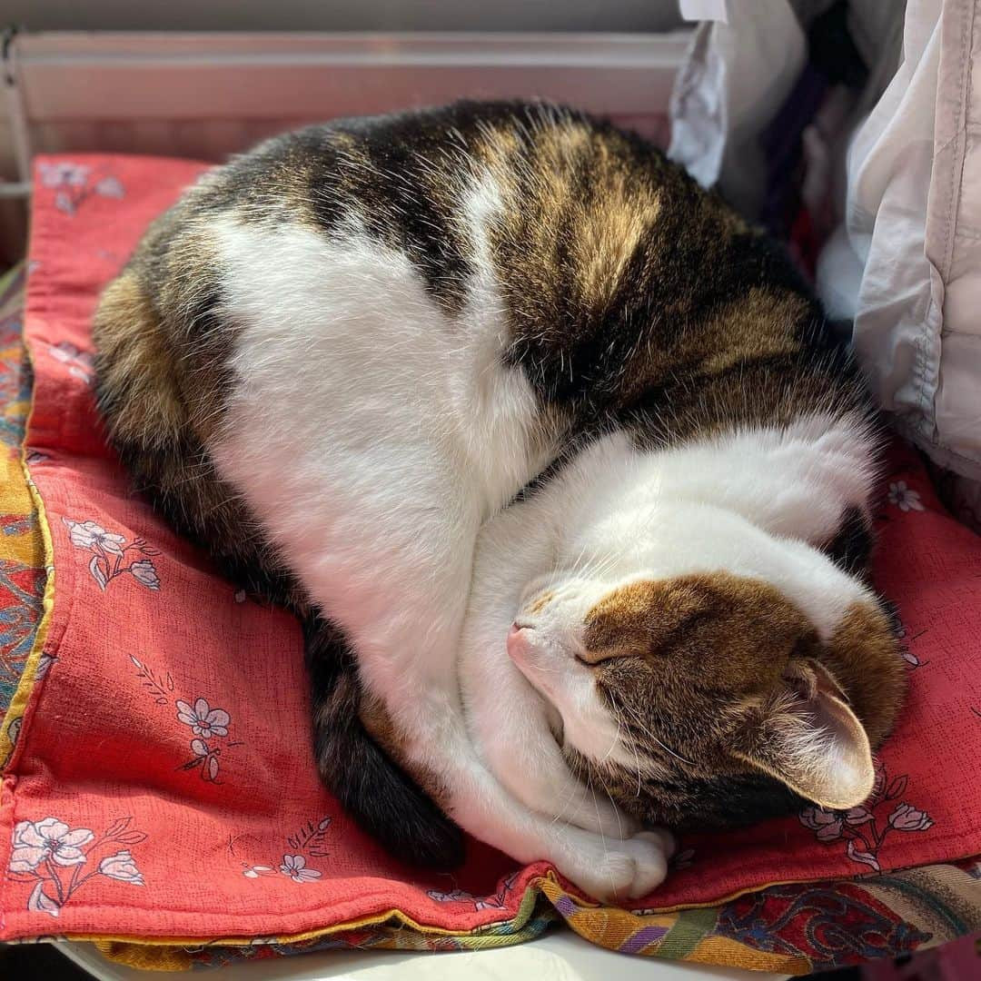 Misty The Moggieさんのインスタグラム写真 - (Misty The MoggieInstagram)「Prawn 🦐 or croissant 🥐 ?  #sleepingcat #sleepingcats #sleepingcatsofinstagram」10月31日 4時40分 - mistythemoggie