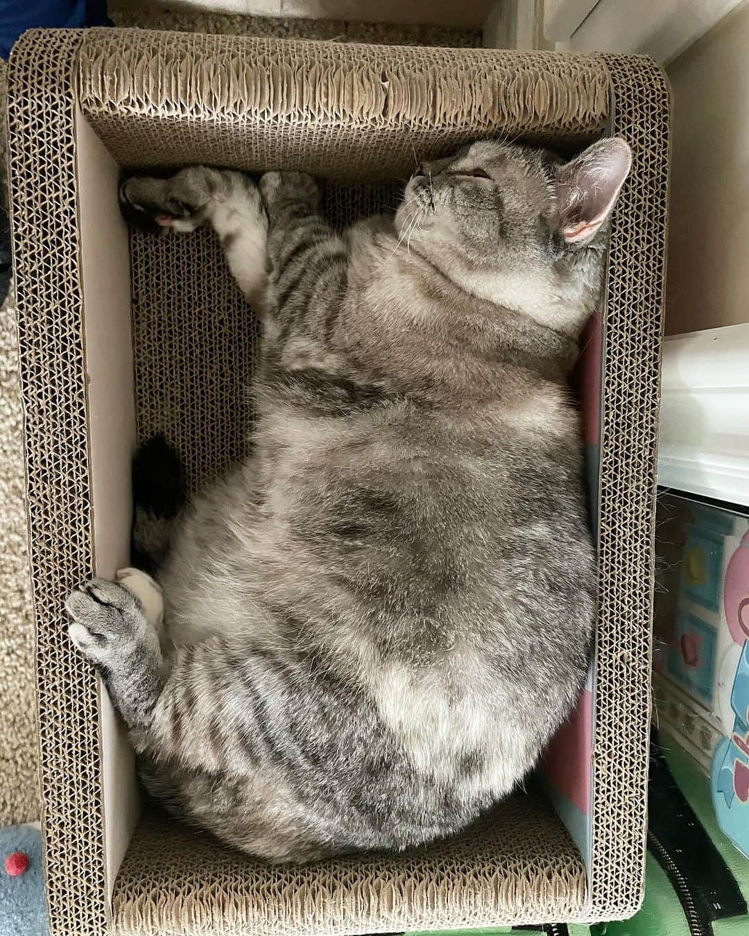 nala_catのインスタグラム：「Relaxing on my scratcher 😸   #meow #cute #cat #catsofinstagram」