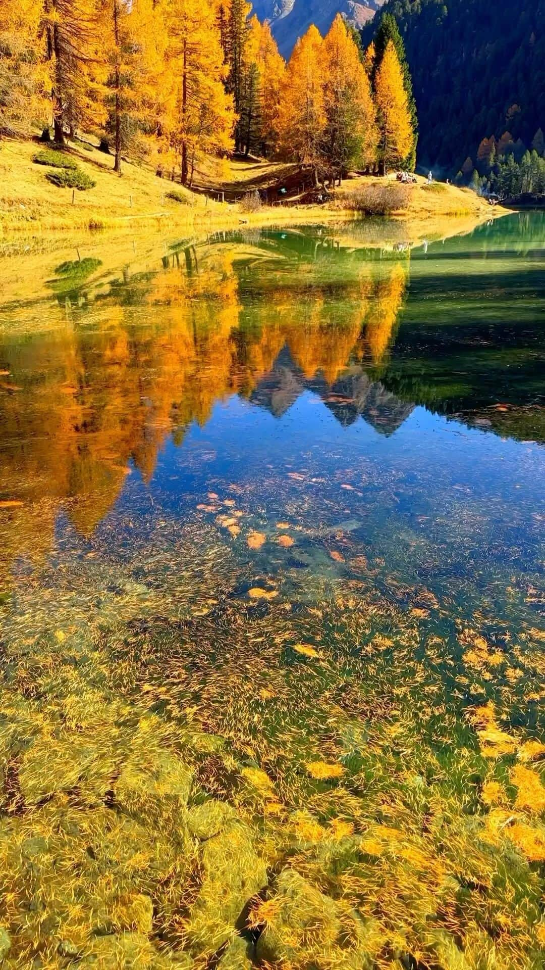 Awesome Wonderful Natureのインスタグラム：「Autumn in Switzerland 🏔️🍂 🎥by @jakeguzman   Tag #fantastic_earth for feature ✨  .  .  #switzerland #switzerland_vacations #swiss #swissalps #alps #autumn #autumnvibes #autumncolors #fall #fallvibes #mountains #travel #adventure #roamtheplanet #shotoniphone」