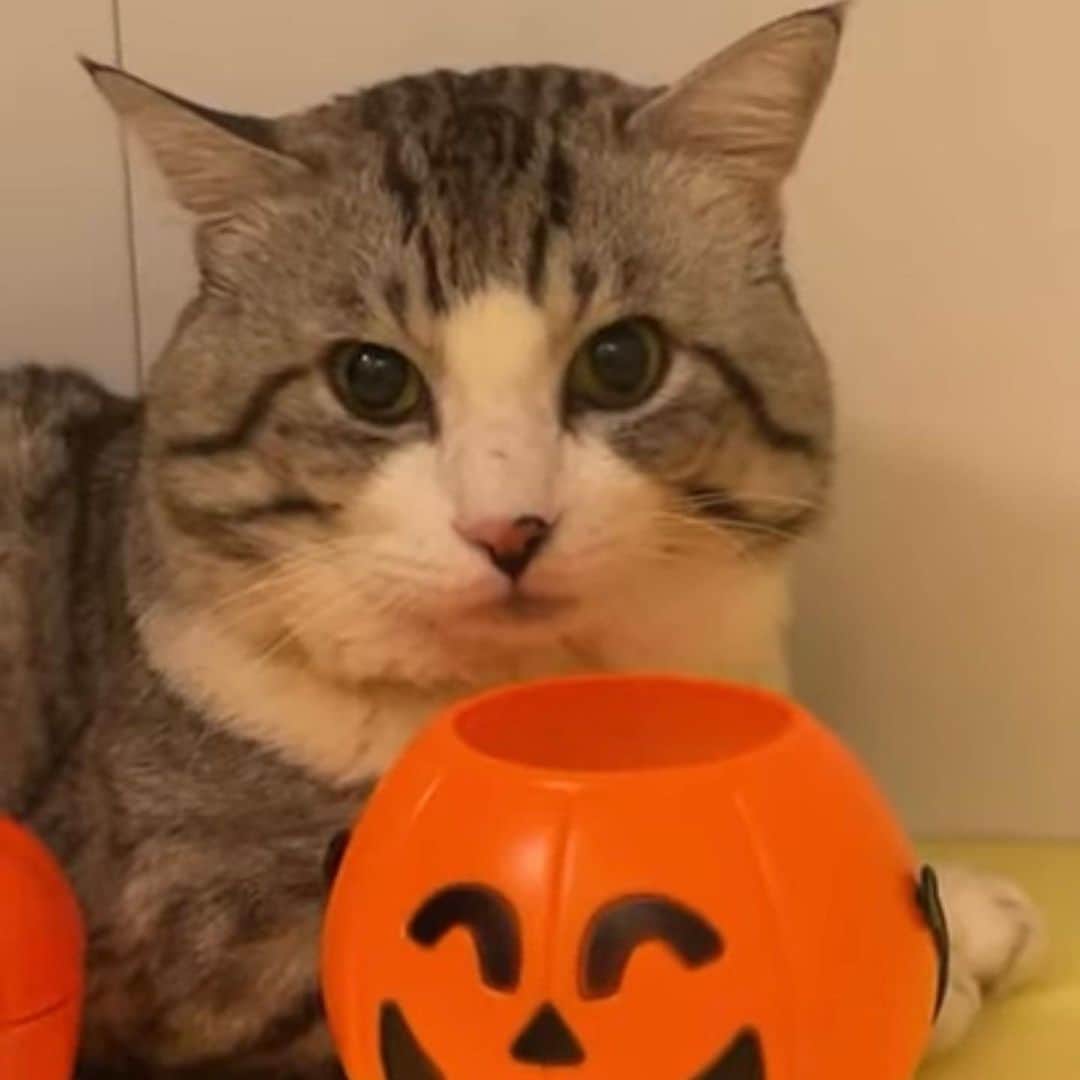 Nyankichi Noranekoのインスタグラム：「今日は、ハロウィンらしいばい🎃」