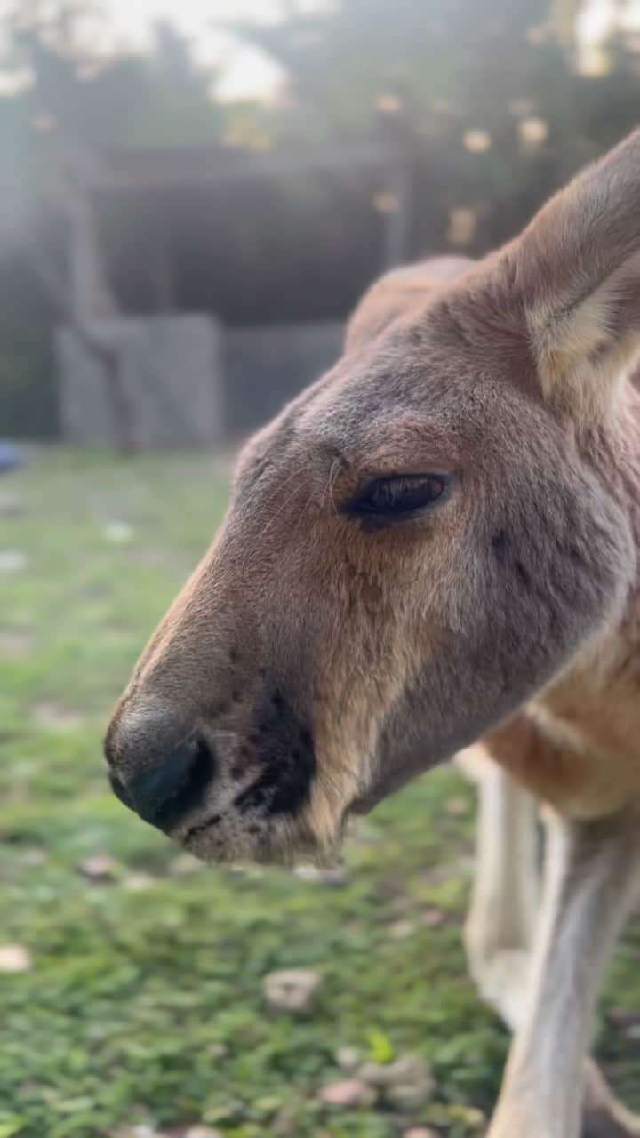 Zoological Wildlife Foundationのインスタグラム：「Afternoon enrichment with our #redkangaroo Jarrah. 🦘  The name Jarrah comes from a unique beautiful red eucalyptus tree that grows in Australia!  Join us by booking your tour 📞 (305) 969-3696 or visit ZWFMiami.Com.  #thingstodoinmiami #snacktime #enrichment」