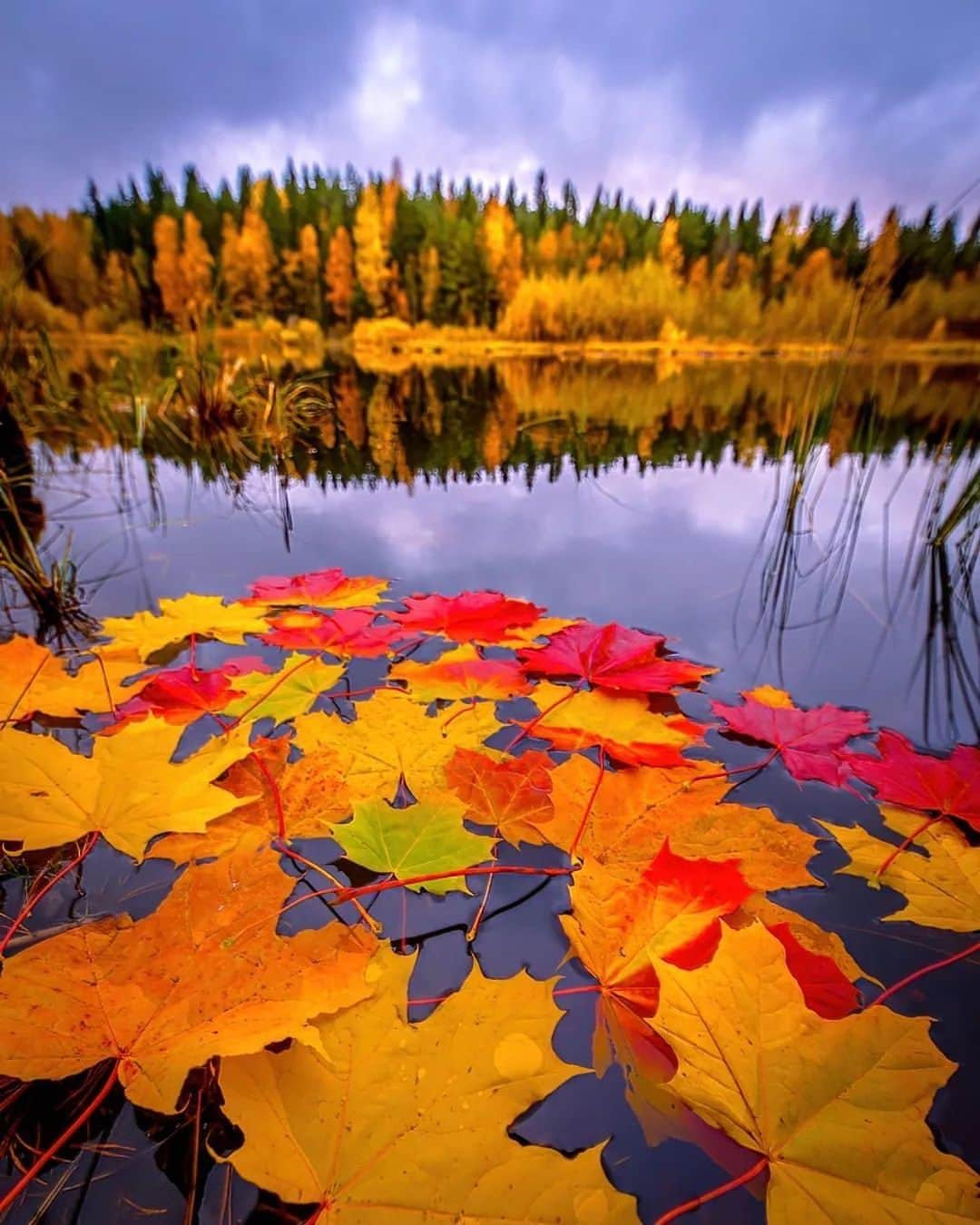 Wonderful Placesさんのインスタグラム写真 - (Wonderful PlacesInstagram)「Glorious fall colors in Finland by ✨@jukkarisikko✨😍🍁 Tag your friends 🥰💛 . 📍 Finland 🇫🇮  #wonderful_places for a feature 💛」10月31日 5時11分 - wonderful_places