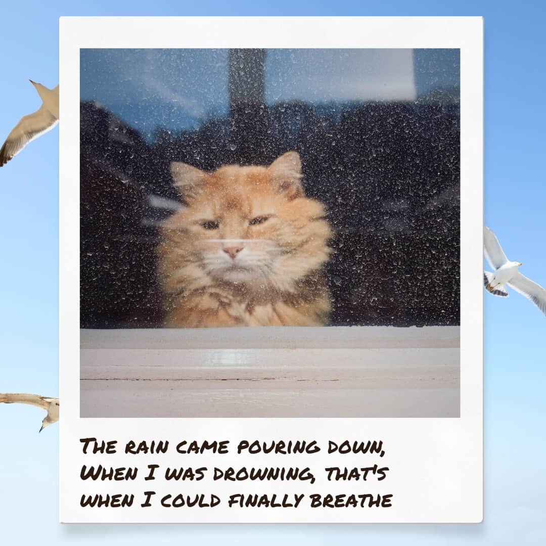 Fresh Stepさんのインスタグラム写真 - (Fresh StepInstagram)「1989 (Cat's Version) 😻🎶💙  #musiclovers #catmemes #1989 #lyrics #musicmemes #cutecats #freshstep」10月31日 5時43分 - freshstep