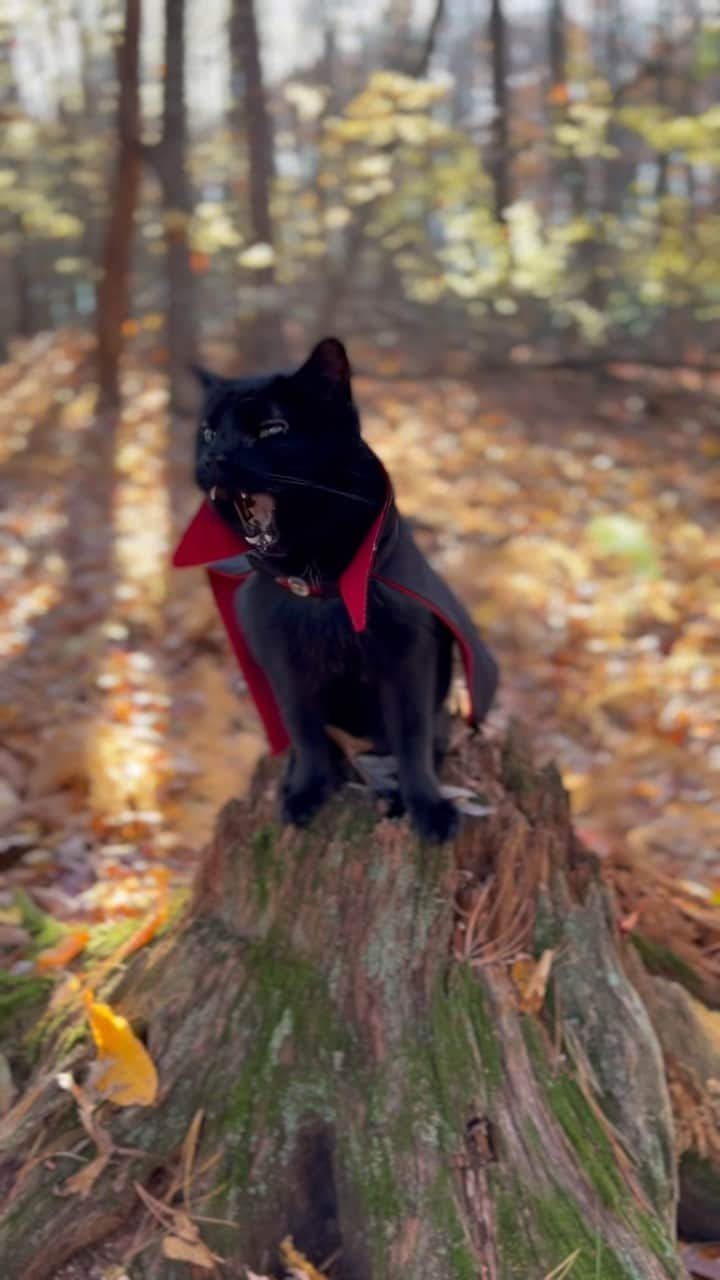 セルジオのインスタグラム：「ONE…MORE…DAY !!!! ⏳🧛🏿‍♂️ ————————— #monk #theoneandonly #vampirecat #batcat #halloweencat #teef #fangs #catfangs #teefies #theyrereal #badasscat #catsofinsta #blackcatsofinstagram #halloweencountdown #gothcat #dracula #vampires #catsofinstagram #catreel #catreels #reelsinstagram #monktober #spookyseason #octoberbaby #blackcatsofinsta #blackcats #monkey #igcats #catsofig」