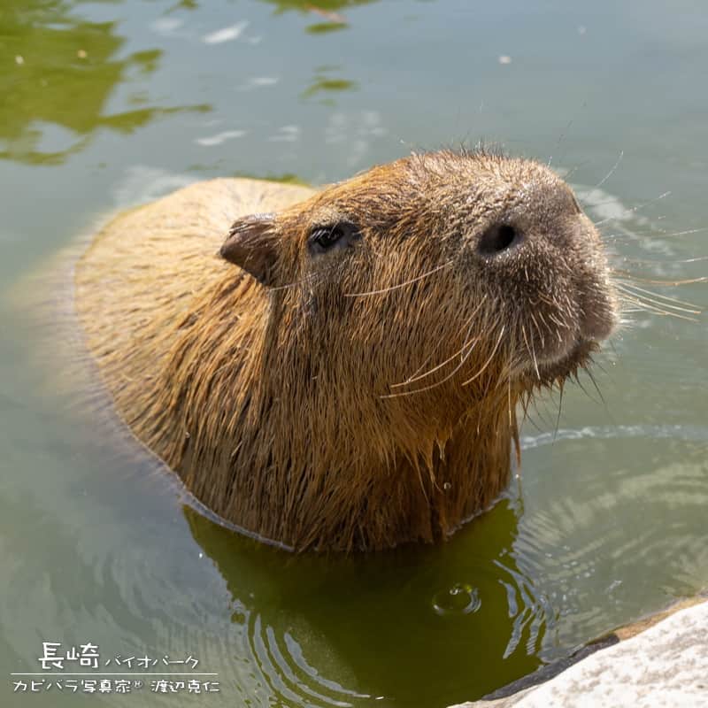 渡辺克仁さんのインスタグラム写真 - (渡辺克仁Instagram)「おはようございます。  #カピバラ #水豚 #capybara #おはよう #昔の写真」10月31日 7時00分 - katsuhito.watanabe