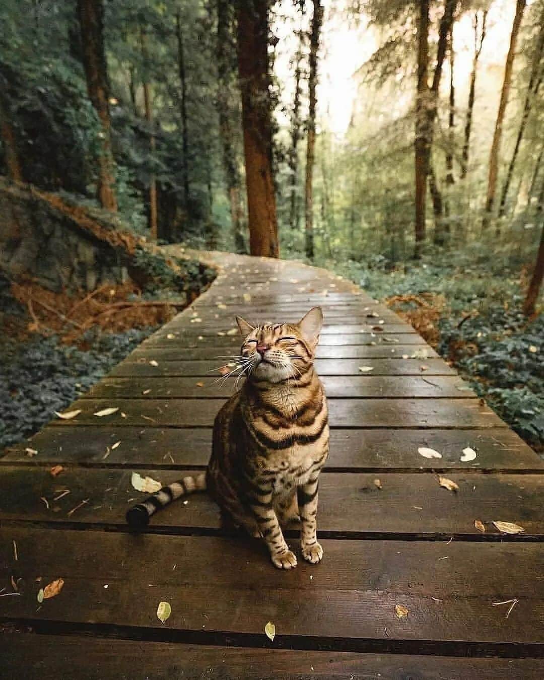 Cute Pets Dogs Catsのインスタグラム：「What a beauty  Credit: adorable @sukiicat  ** For all crediting issues and removals pls 𝐄𝐦𝐚𝐢𝐥 𝐮𝐬 ☺️  𝐍𝐨𝐭𝐞: we don’t own this video/pics, all rights go to their respective owners. If owner is not provided, tagged (meaning we couldn’t find who is the owner), 𝐩𝐥𝐬 𝐄𝐦𝐚𝐢𝐥 𝐮𝐬 with 𝐬𝐮𝐛𝐣𝐞𝐜𝐭 “𝐂𝐫𝐞𝐝𝐢𝐭 𝐈𝐬𝐬𝐮𝐞𝐬” and 𝐨𝐰𝐧𝐞𝐫 𝐰𝐢𝐥𝐥 𝐛𝐞 𝐭𝐚𝐠𝐠𝐞𝐝 𝐬𝐡𝐨𝐫𝐭𝐥𝐲 𝐚𝐟𝐭𝐞𝐫.  We have been building this community for over 6 years, but 𝐞𝐯𝐞𝐫𝐲 𝐫𝐞𝐩𝐨𝐫𝐭 𝐜𝐨𝐮𝐥𝐝 𝐠𝐞𝐭 𝐨𝐮𝐫 𝐩𝐚𝐠𝐞 𝐝𝐞𝐥𝐞𝐭𝐞𝐝, pls email us first. **」